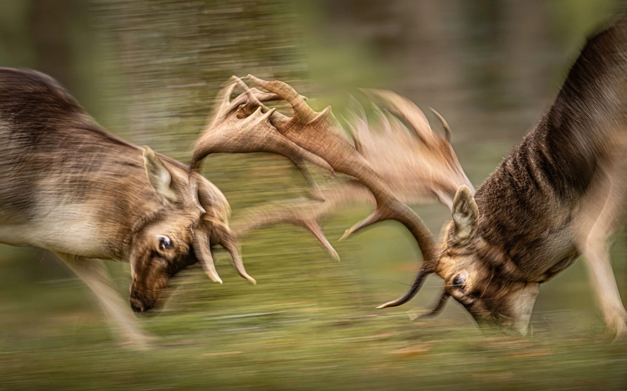 Two fallow deer clashing, captured at 1/20 sec. The slow shutter speed enhances the power and tension of their fight, turning the movement into flowing lines of motion and energy. Captured in Amsterdamse Waterleidingduinen, The Netherlands.