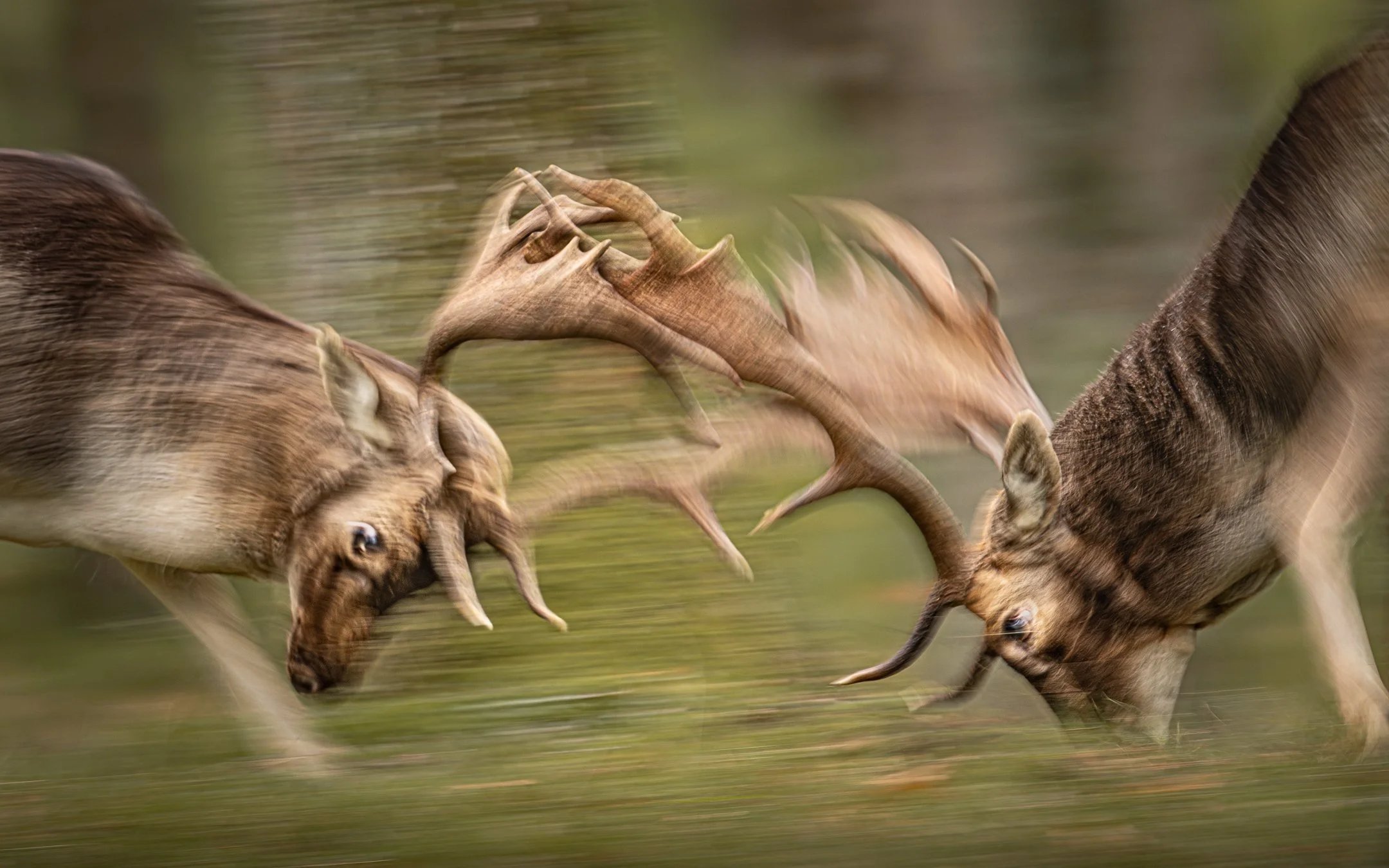 Two fallow deer clashing antlers during the autumn rut, when males compete for dominance. Using a slow shutter speed and following their movement, the motion blur conveys the force and intensity of the encounter.