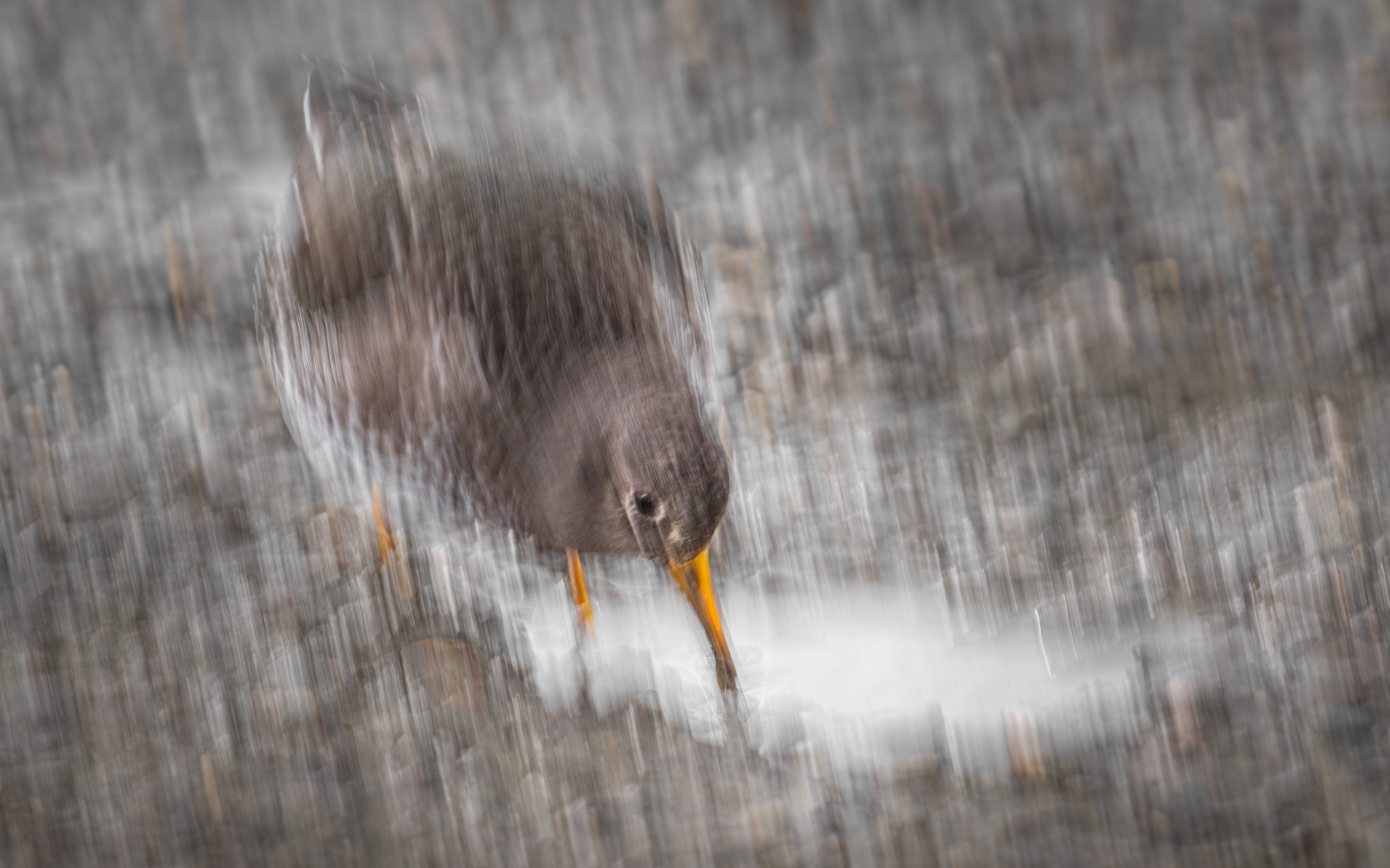 Ilse_Koks_Chasing_ Motion_3.0.jpg