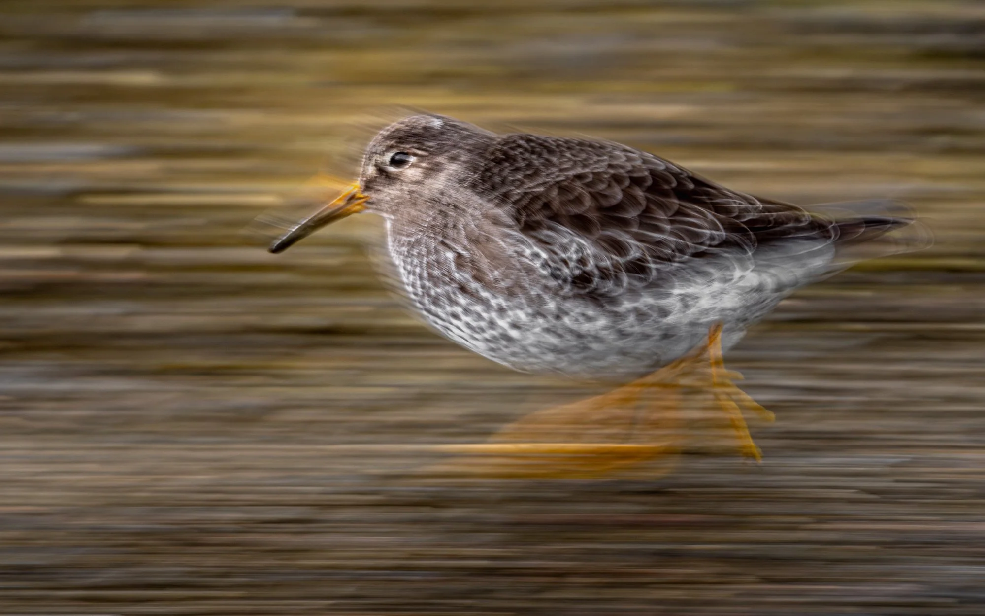 This Purple Sandpiper was moving fast along the pier. I used a slow shutter speed and followed the bird with my camera. By moving at the same speed, the bird stayed sharp while the background turned into motion lines.