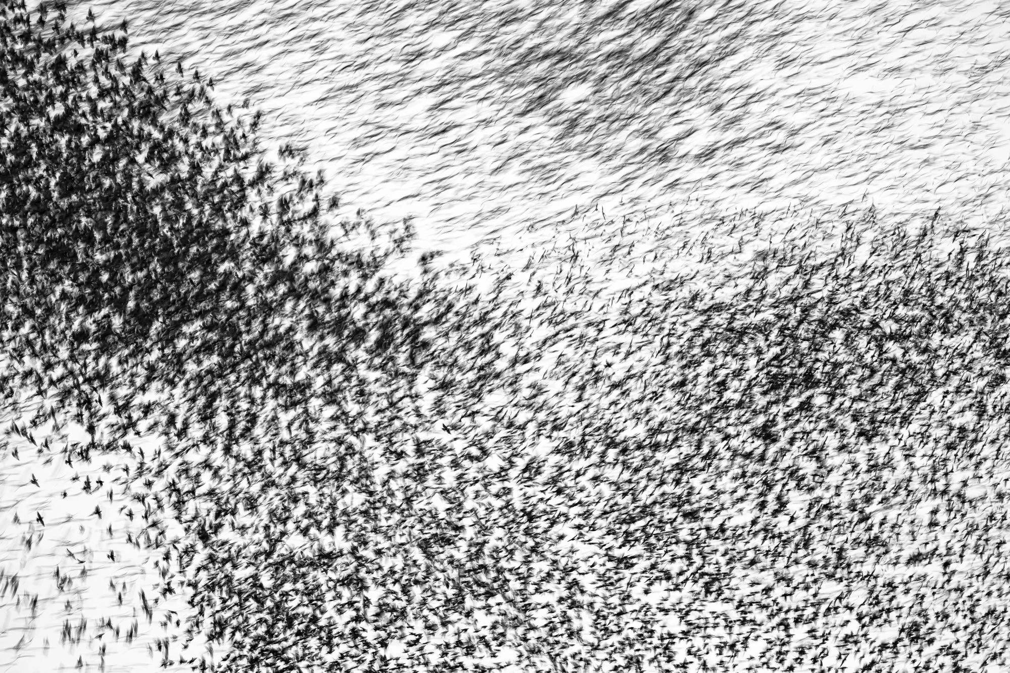 Silhouettes of common starlings in flight at the end of the day. Using a slow shutter speed, their movement becomes layered lines and shapes, forming an abstract pattern that reflects the collective rhythm of the flock.