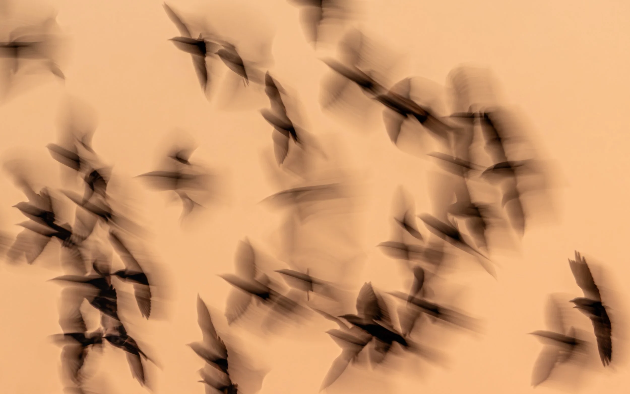 Ilse_Koks_Chasing_Motion-4.jpg