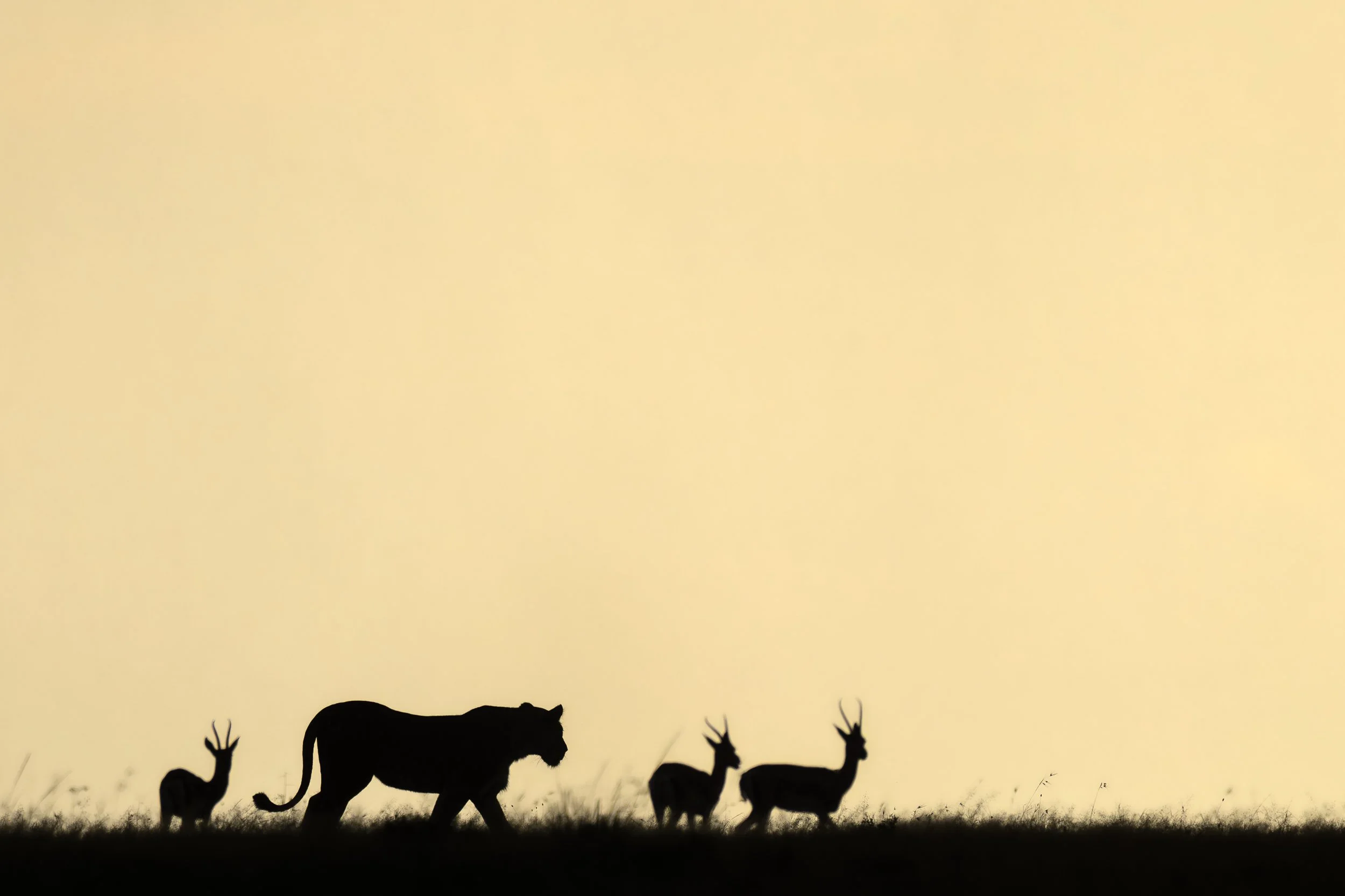 Ilse_Koks_Shadowlight-14.jpg