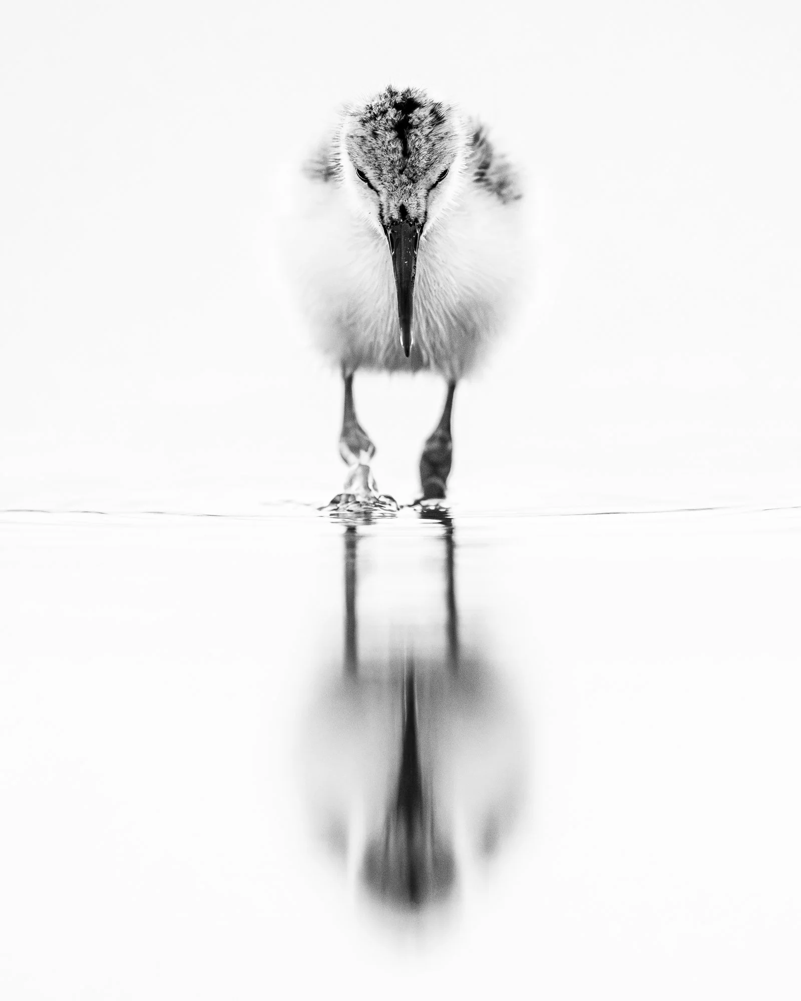 A juvenile pied avocet steps forward through still water, its reflection mirrored beneath it. By photographing at eye level, I was able to align with the bird’s perspective. Juvenile avocets are often found in shallow wetlands like this, where they l