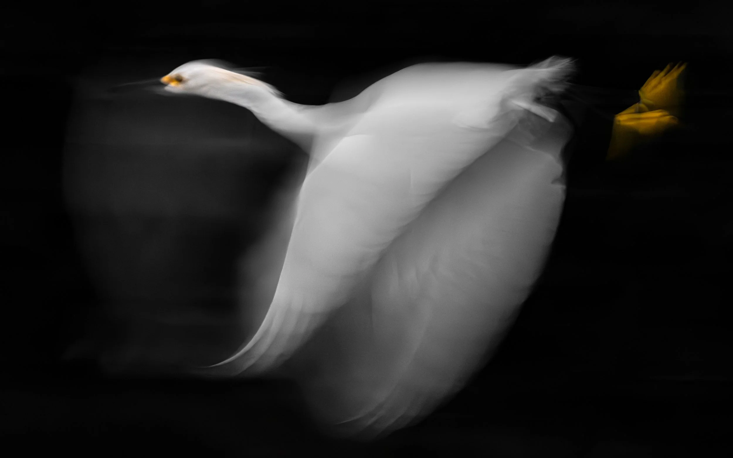Ilse_Koks_Chasing_ Motion_7.0.jpg