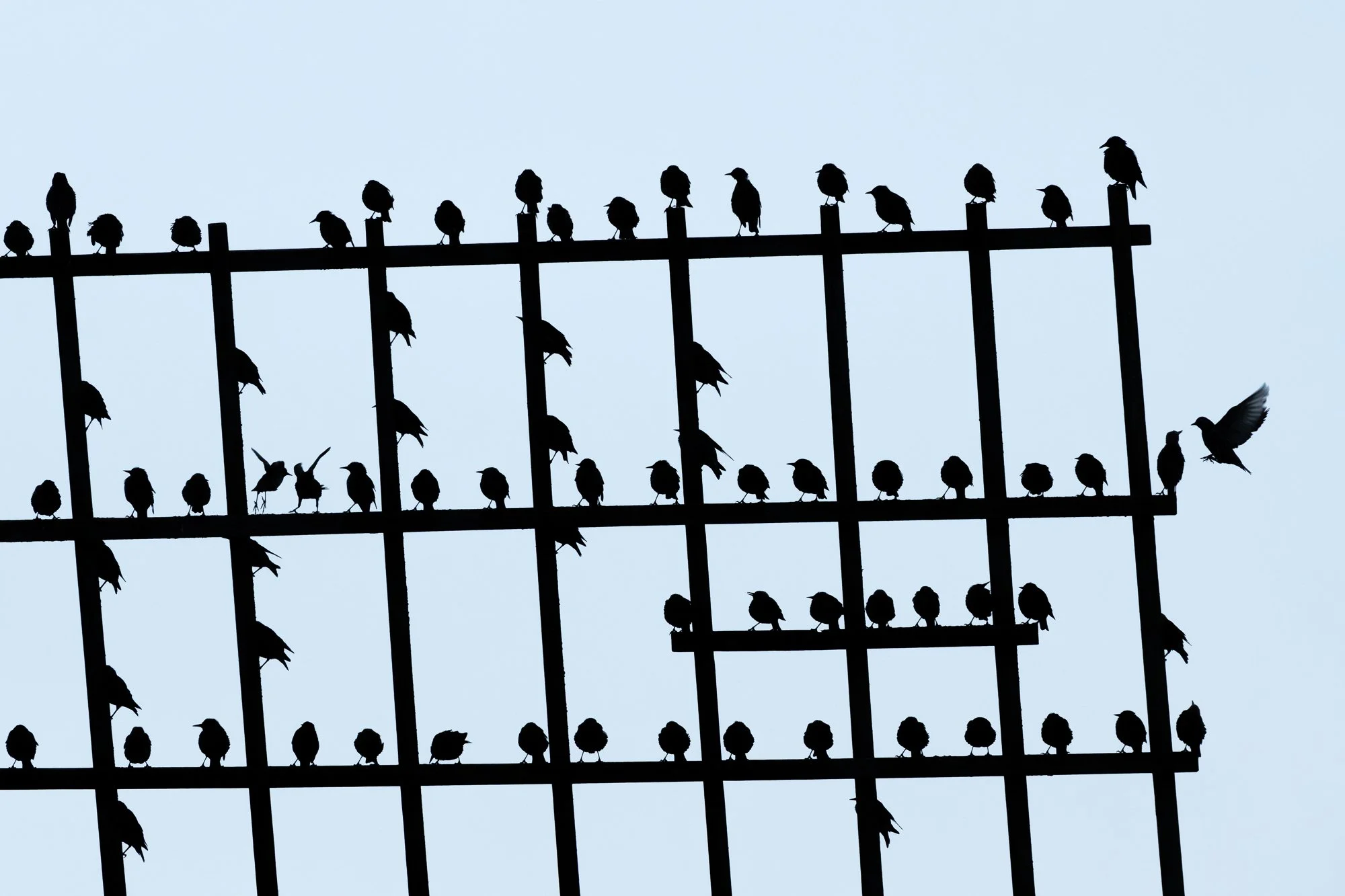 The starlings regularly settled on the blades of Windmill No. 6, the last of the seven mills that once drained the Hooge Boezem. By framing the image around a single blade, a graphic composition emerged in which the starlings were scattered across th