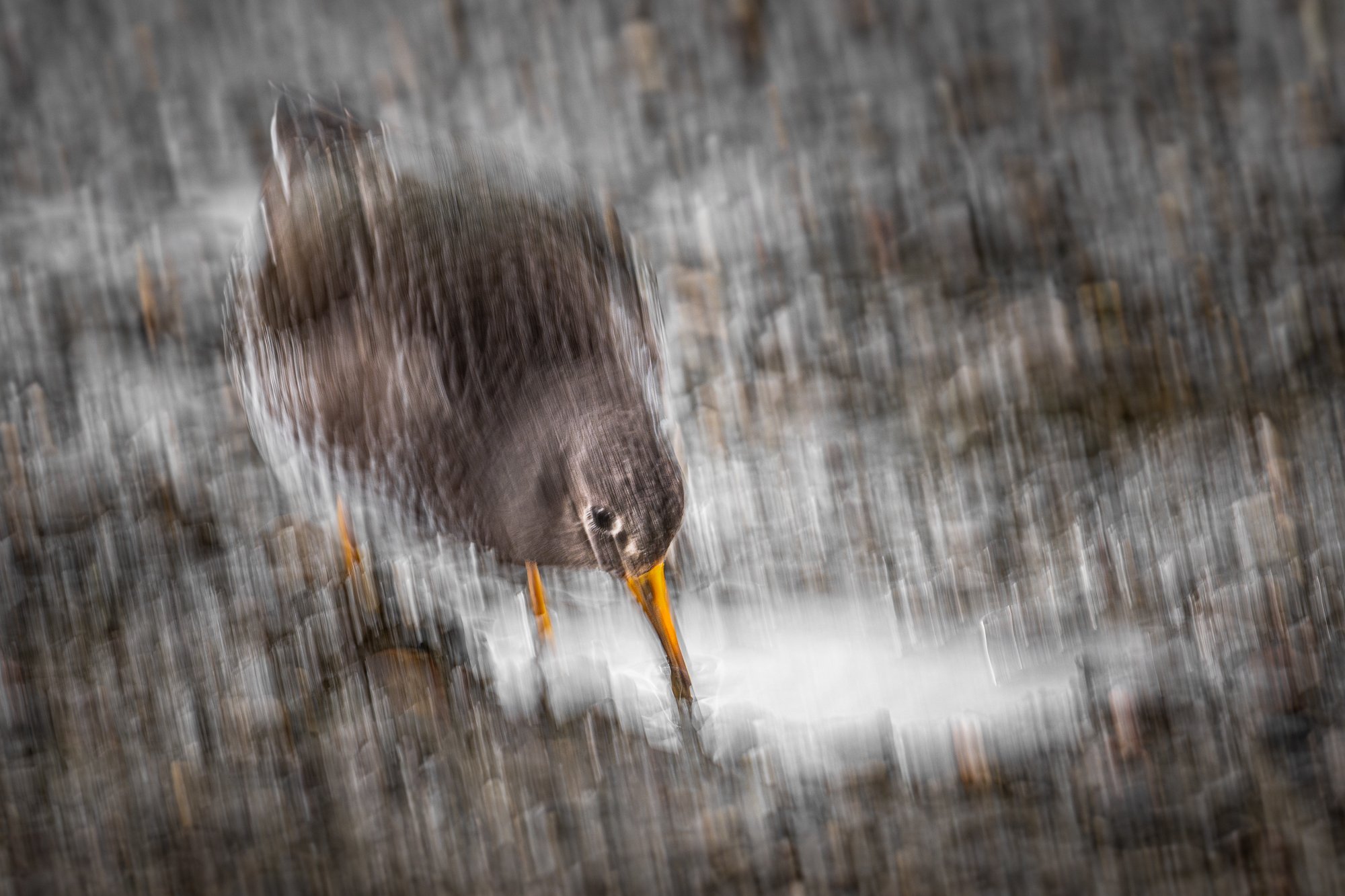 A Purple Sandpiper forages on the wet surface of a pier in IJmuiden, the Netherlands. Using a slow shutter speed and vertical camera movement, the bird dissolves into soft streaks, reflecting its constant movement.