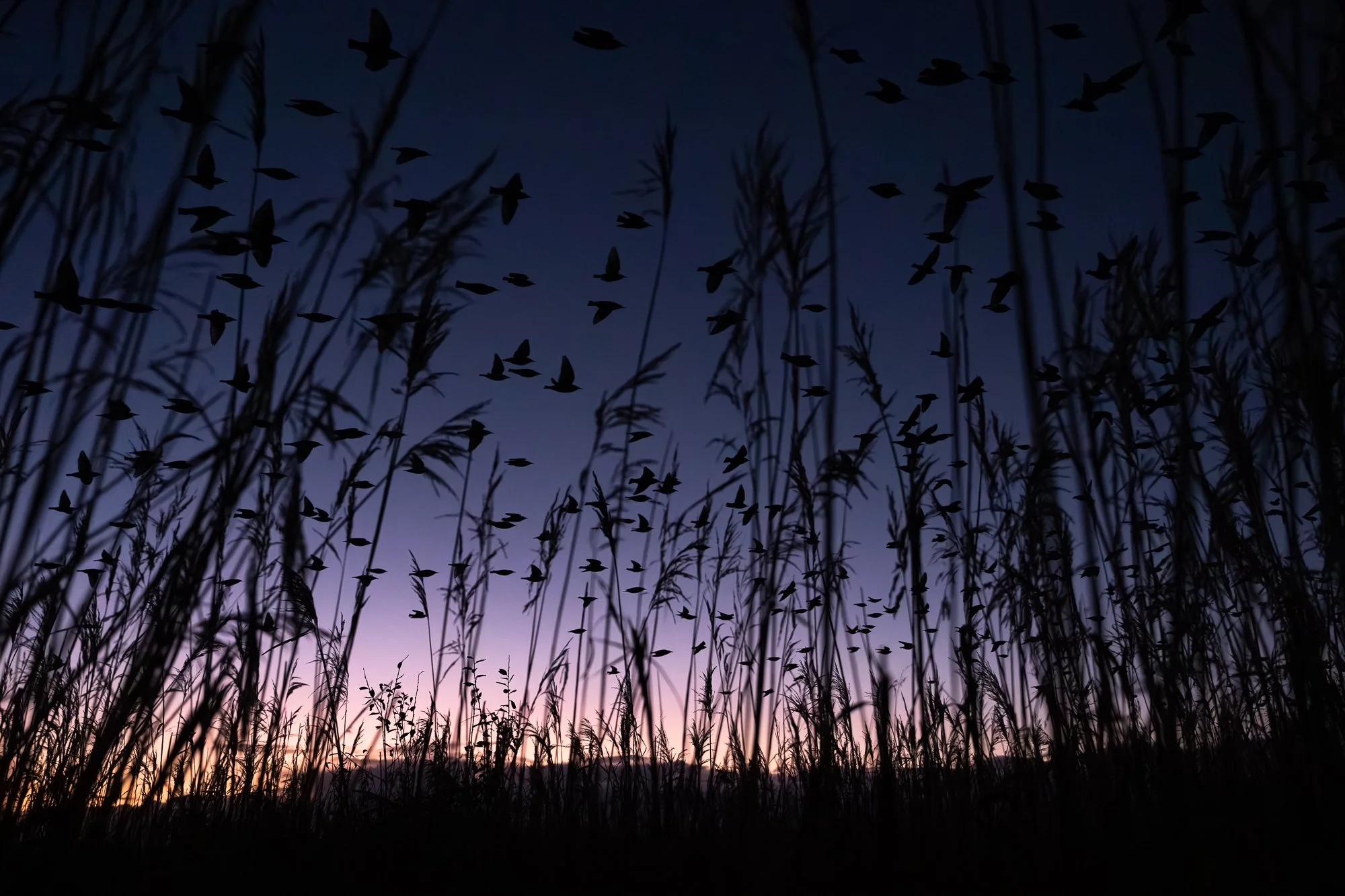 In the Hooge Boezem behind Haastrecht, I discovered that starlings sometimes departed in the morning from a different part of the reeds than where they had settled the evening before, suggesting that the flock had moved later on. For this reason, I o