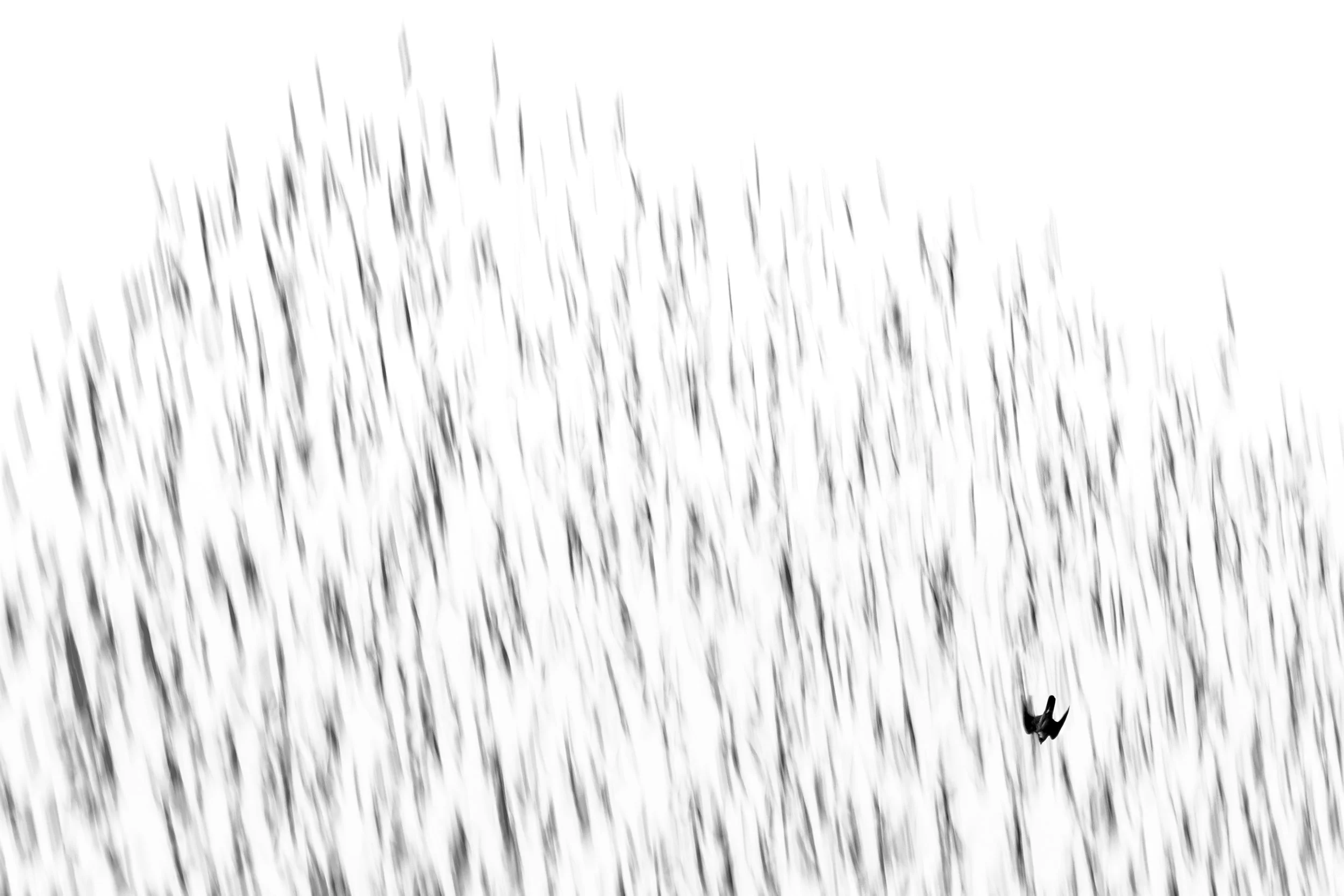 Ilse_Koks_Chasing_Motion-17.jpg