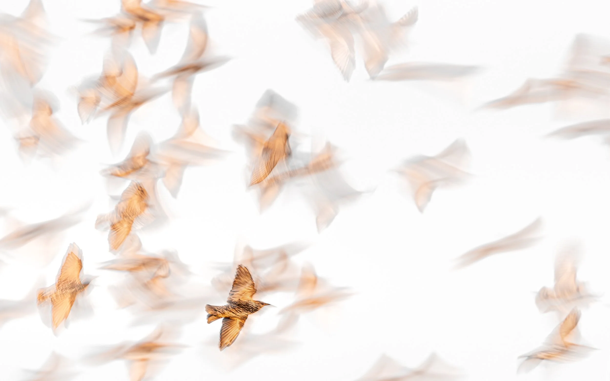 Ilse_Koks_Chasing_Motion-6.jpg
