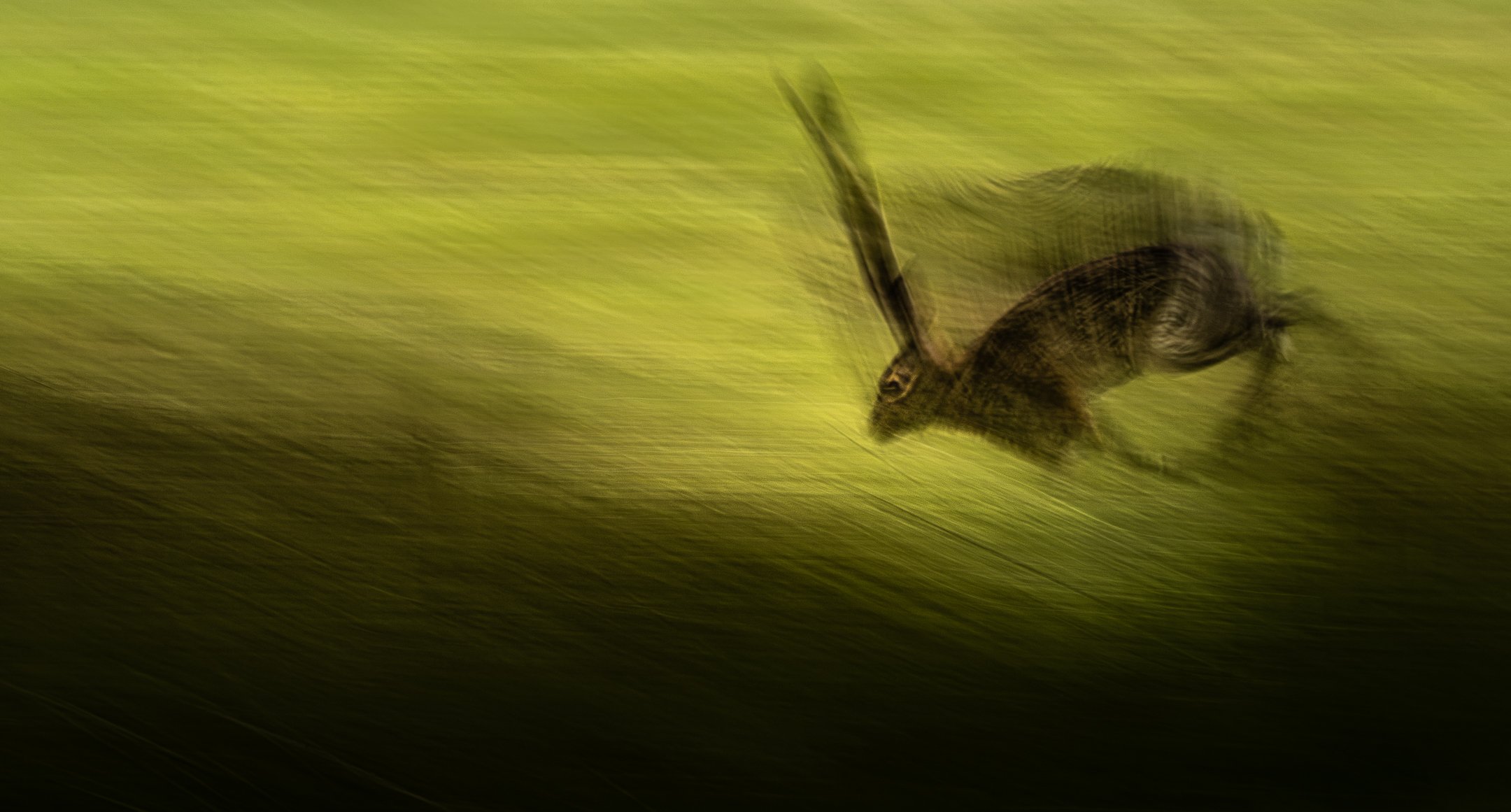 A hare captured at 1/5 sec while panning with its movement. The slow shutter reveals the animal’s speed and creates a soft, painterly impression. Captured in Doove Gat, The Netherlands.