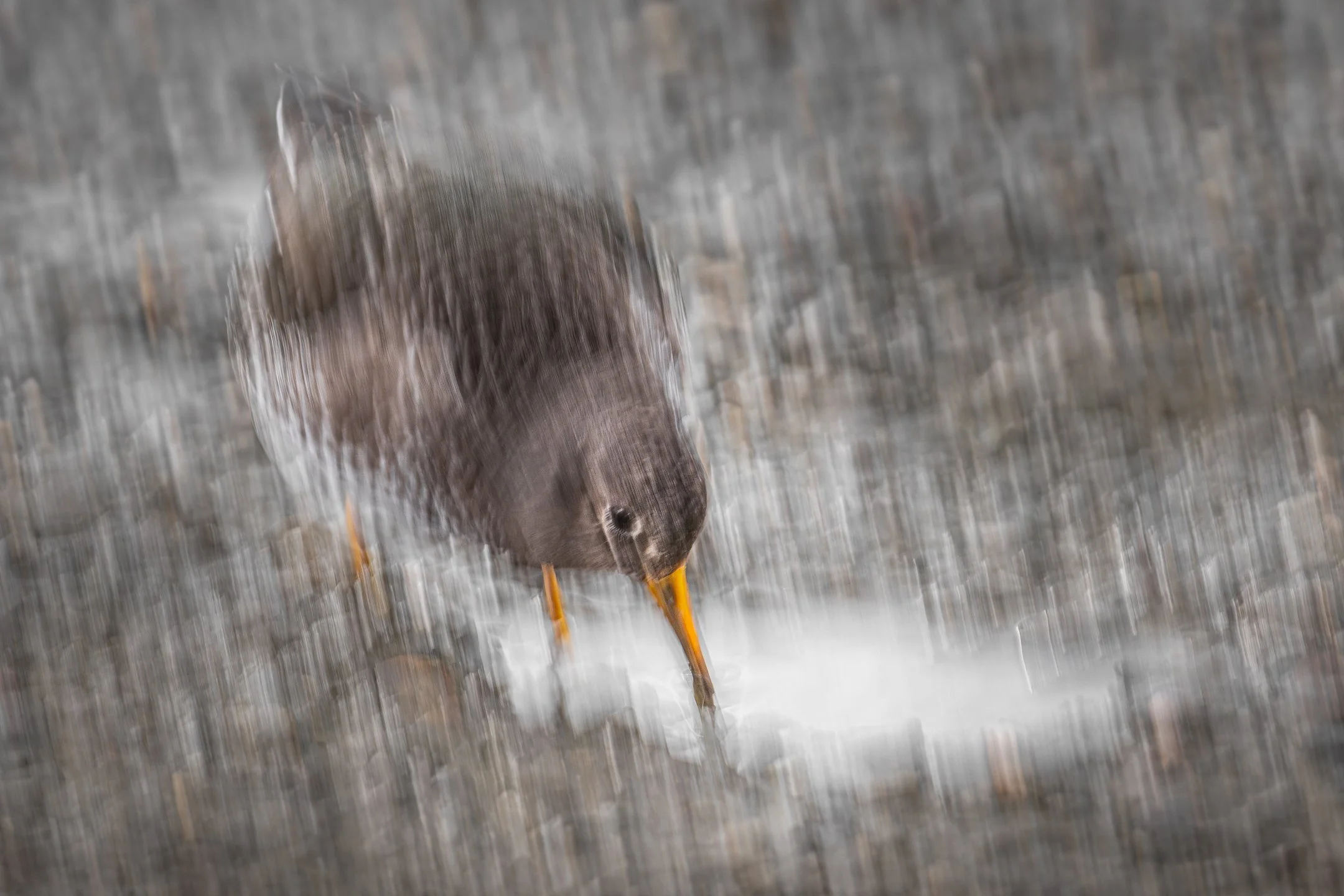 A Purple Sandpiper forages on the wet surface of a pier in IJmuiden, the Netherlands. Using a slow shutter speed and vertical camera movement, the bird dissolves into soft streaks, reflecting its constant movement.