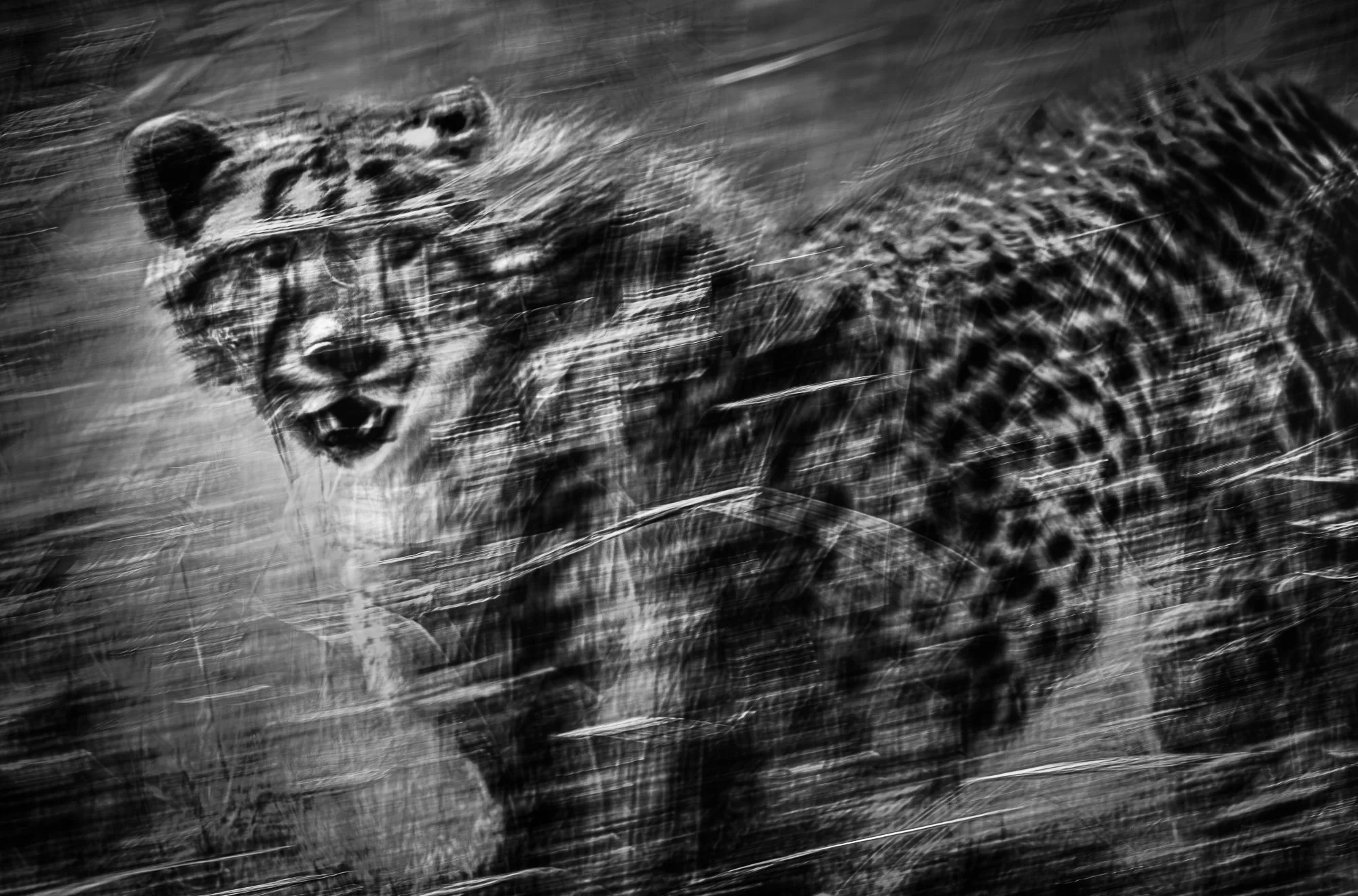 A cheetah moving through tall grass in Naboisho Conservancy, Kenya. Using a slow shutter speed, motion blur reflects the animal’s movement through its habitat.