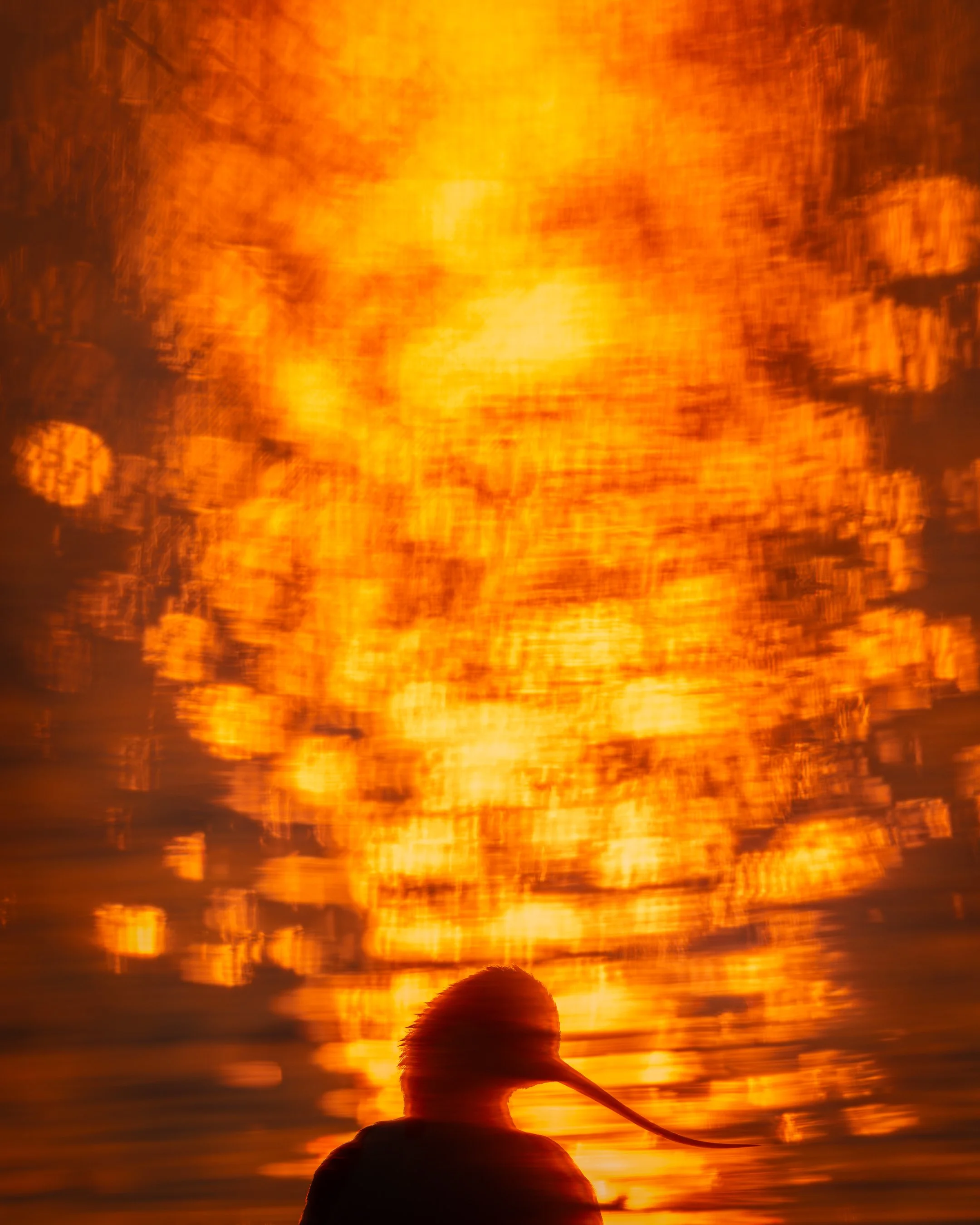 In the early morning, an avocet stood in calm water as the rising sun turned the surface into liquid gold. Light, water, and the silhouette of the bird came together to create a striking, artistic impression of a Dutch wetland morning. Captured in Th
