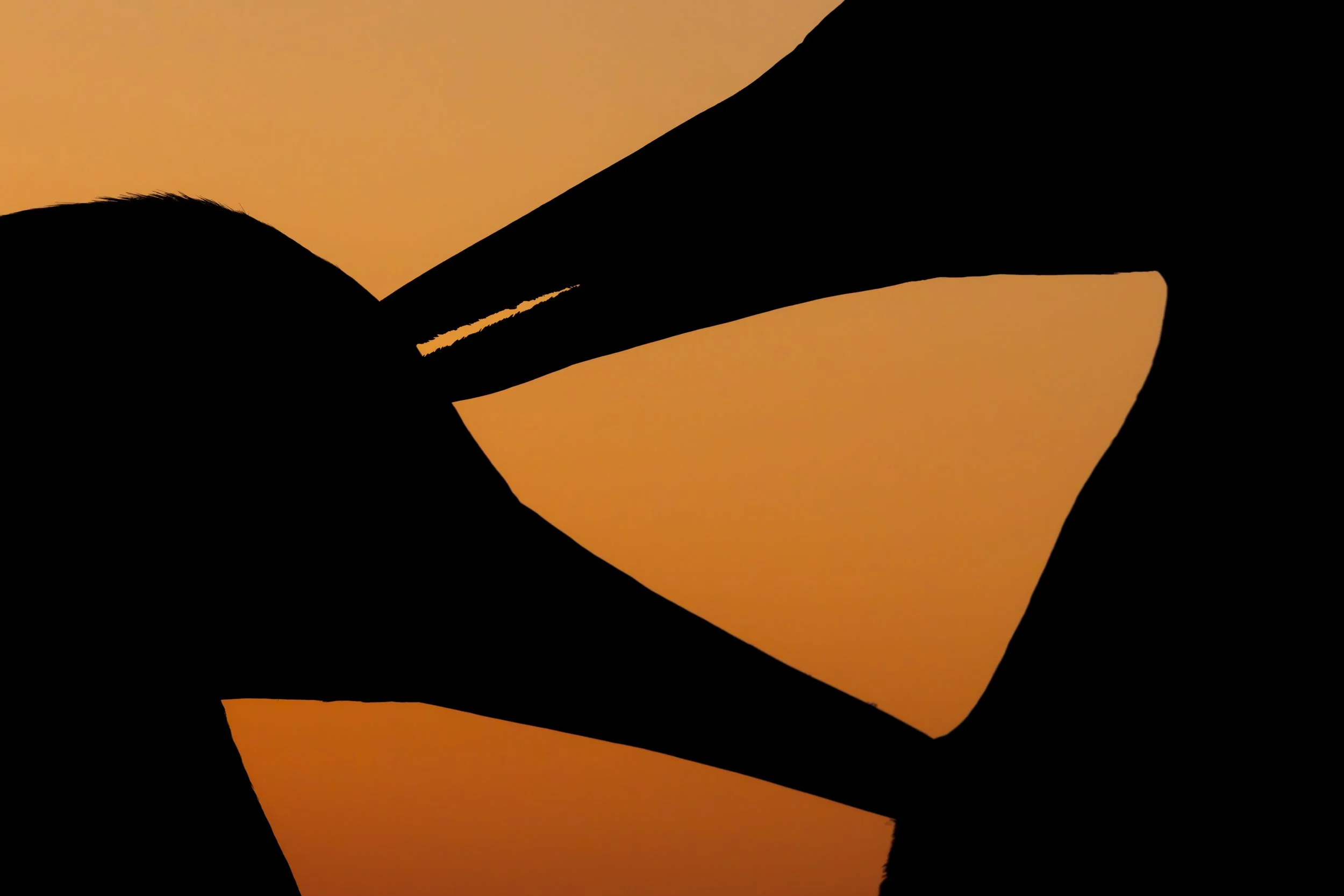 Ilse_Koks_Shadowlight_4.0.jpg