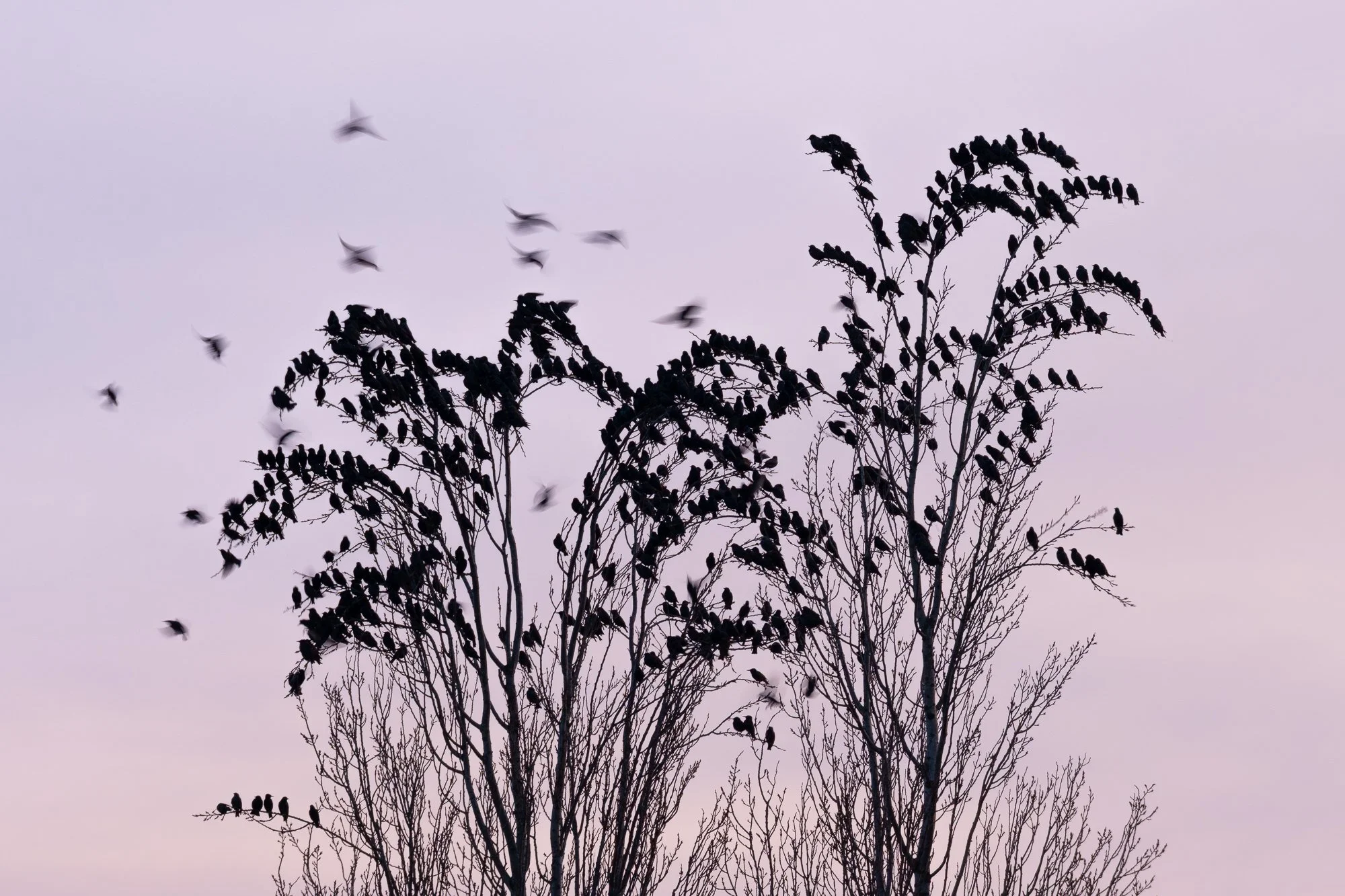 In the trees along the reeds of the Hooge Boezem behind Haastrecht, starlings often rested before diving into the reeds. By using a slower shutter speed, I captured both the stationary birds and the movement of incoming starlings. This revealed still