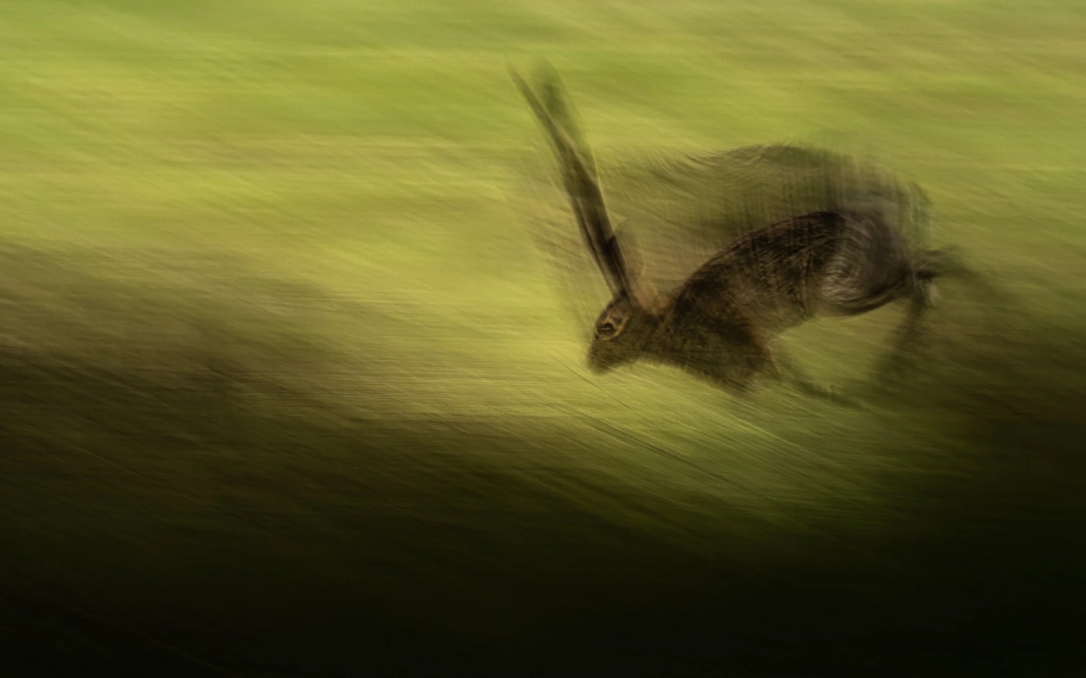 A hare captured at 1/5 sec while panning with its movement. The slow shutter reveals the animal’s speed and creates a soft, painterly impression. Captured in Doove Gat, The Netherlands.
