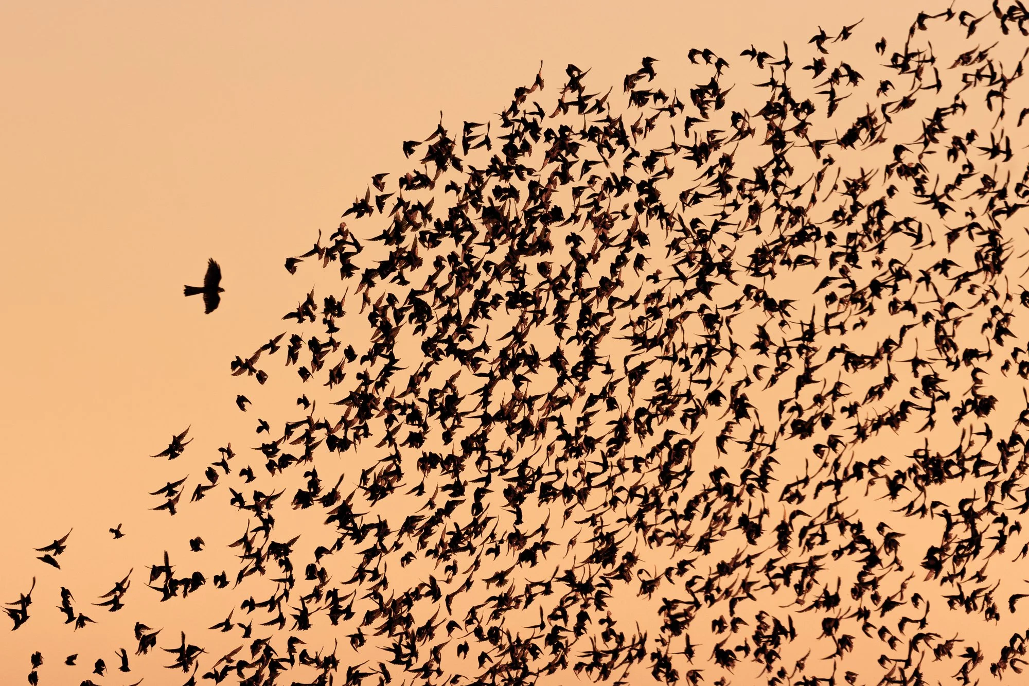 Above the Hooge Boezem behind Haastrecht, birds of prey are regularly active, including sparrowhawks, harriers, and occasionally a peregrine falcon. When a raptor appeared, unrest immediately arose within the flock, and the starlings remained in cons
