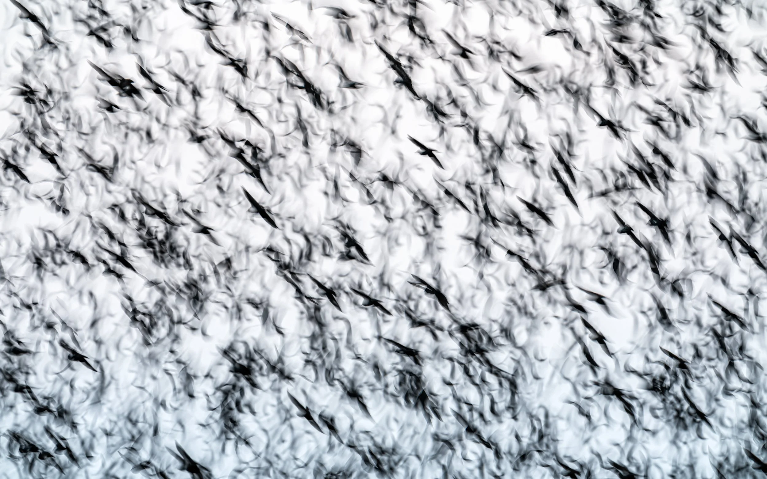Ilse_Koks_Chasing_Motion-5.jpg