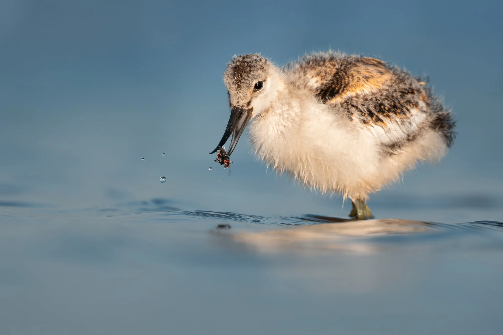 A young pied avocet chick lifts an insect from the surface of shallow water in De Nieuwe Driemanspolder, the Netherlands. Droplets scatter from its bill, marking a brief moment during its early attempts at feeding independently.