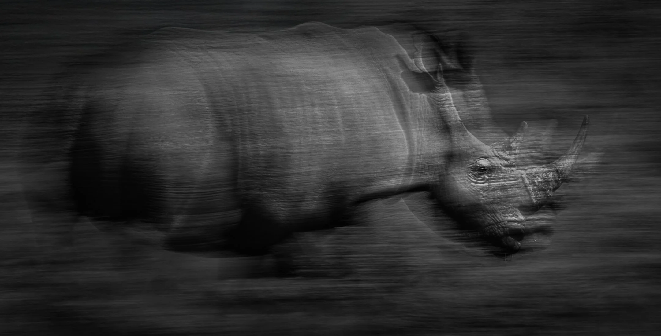 A rhino captured at 1/5 sec while panning with its movement. Captured in Madikwe Game Reserve, South Africa.