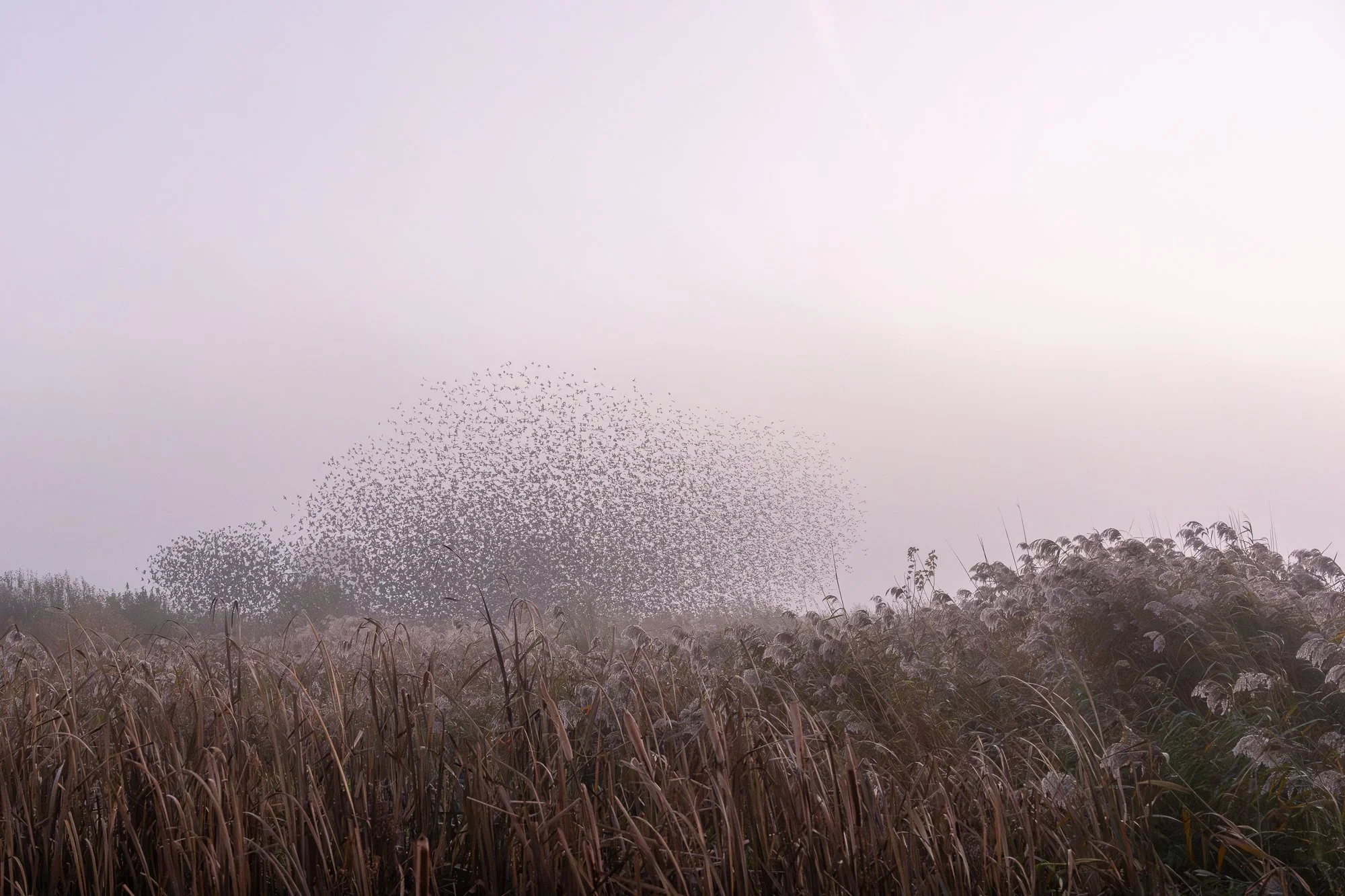 For five months, from August through December 2025, more than 55,000 starlings roosted every night in the reeds of the Hooge Boezem behind Haastrecht. Even before sunrise, the area was quiet, until the soft murmur of starlings gradually became audibl