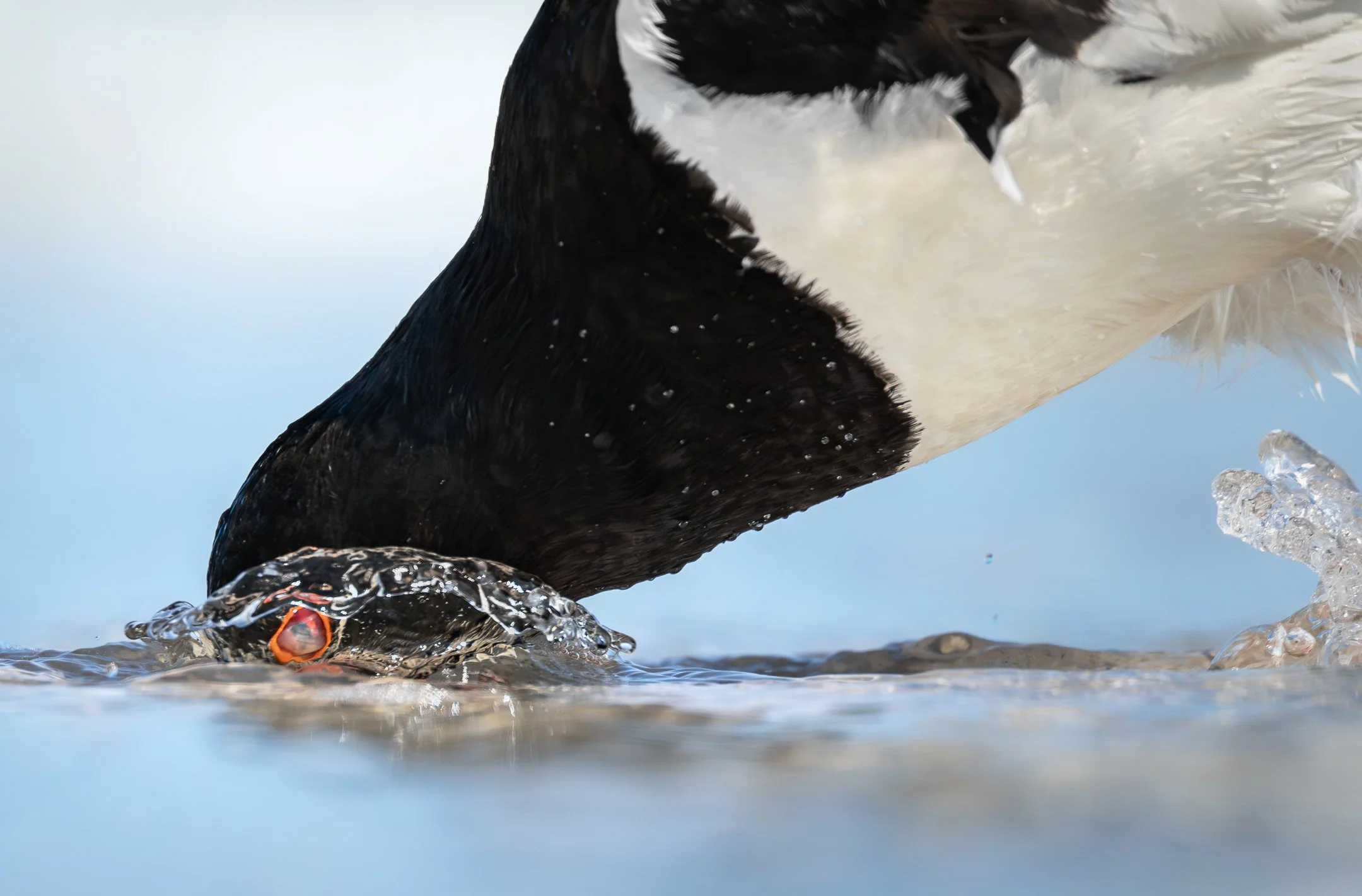 An oystercatcher on the shoreline at the moment of catching its prey. Captured on Düne, Germany.