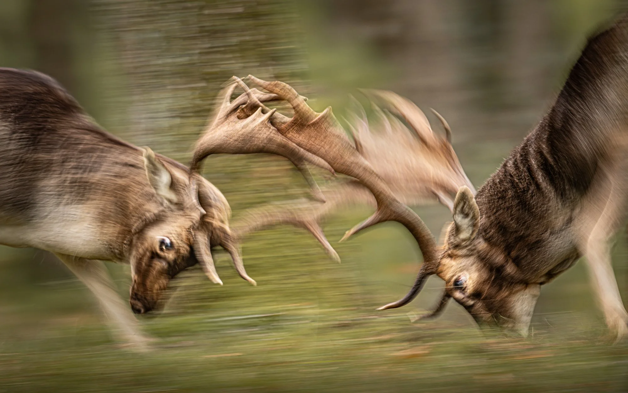 Two fallow deer clashing antlers during the autumn rut, when males compete for dominance. Using a slow shutter speed and following their movement, the motion blur conveys the force and intensity of the encounter.