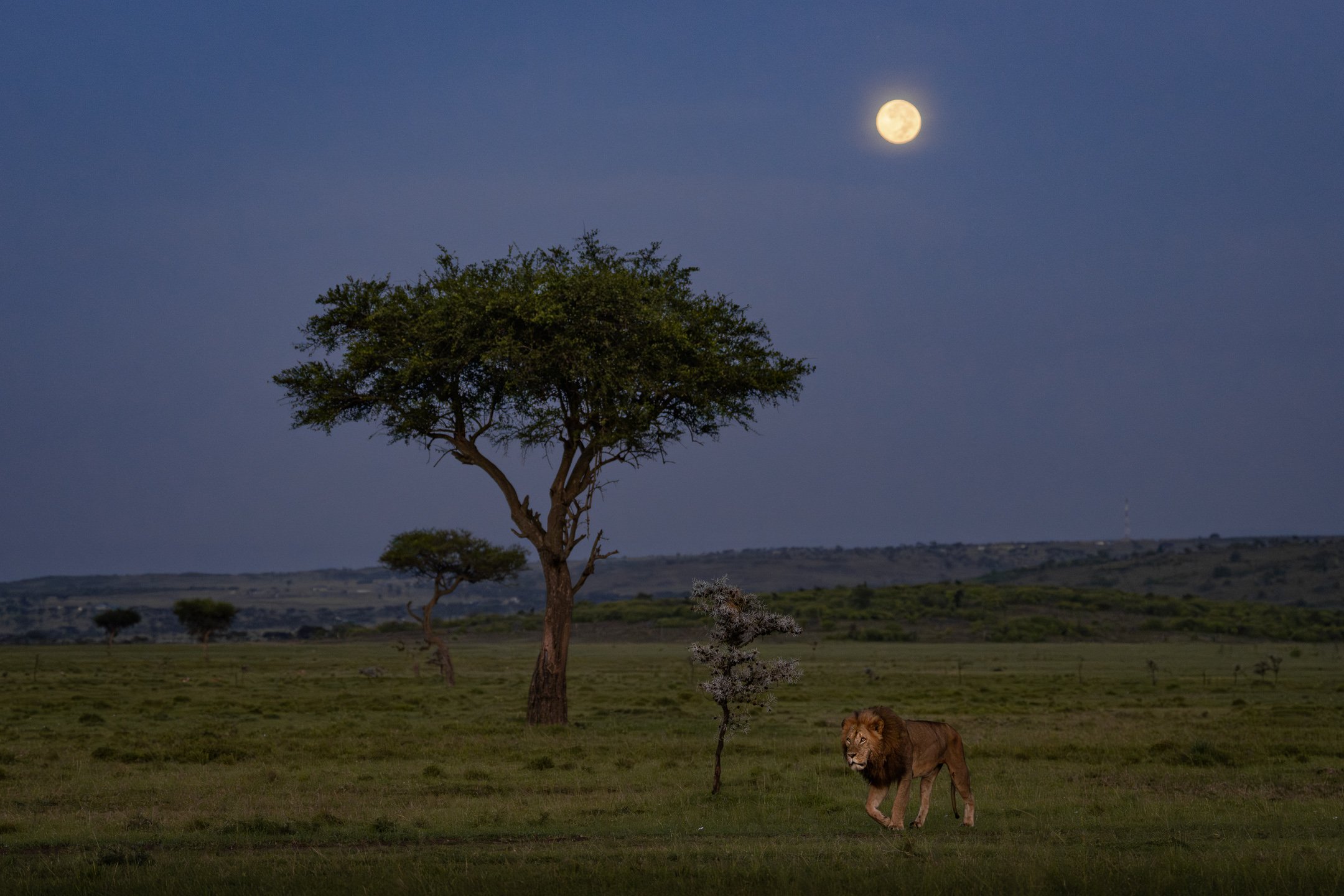 In the false dawn, with a full moon completing its weary cycle, a male lion patrolled across the eastern quarter of Naboisho Conservancy, Kenya. Everything about his gait said he was ready for a long rest so we only had seconds to line up the frame w