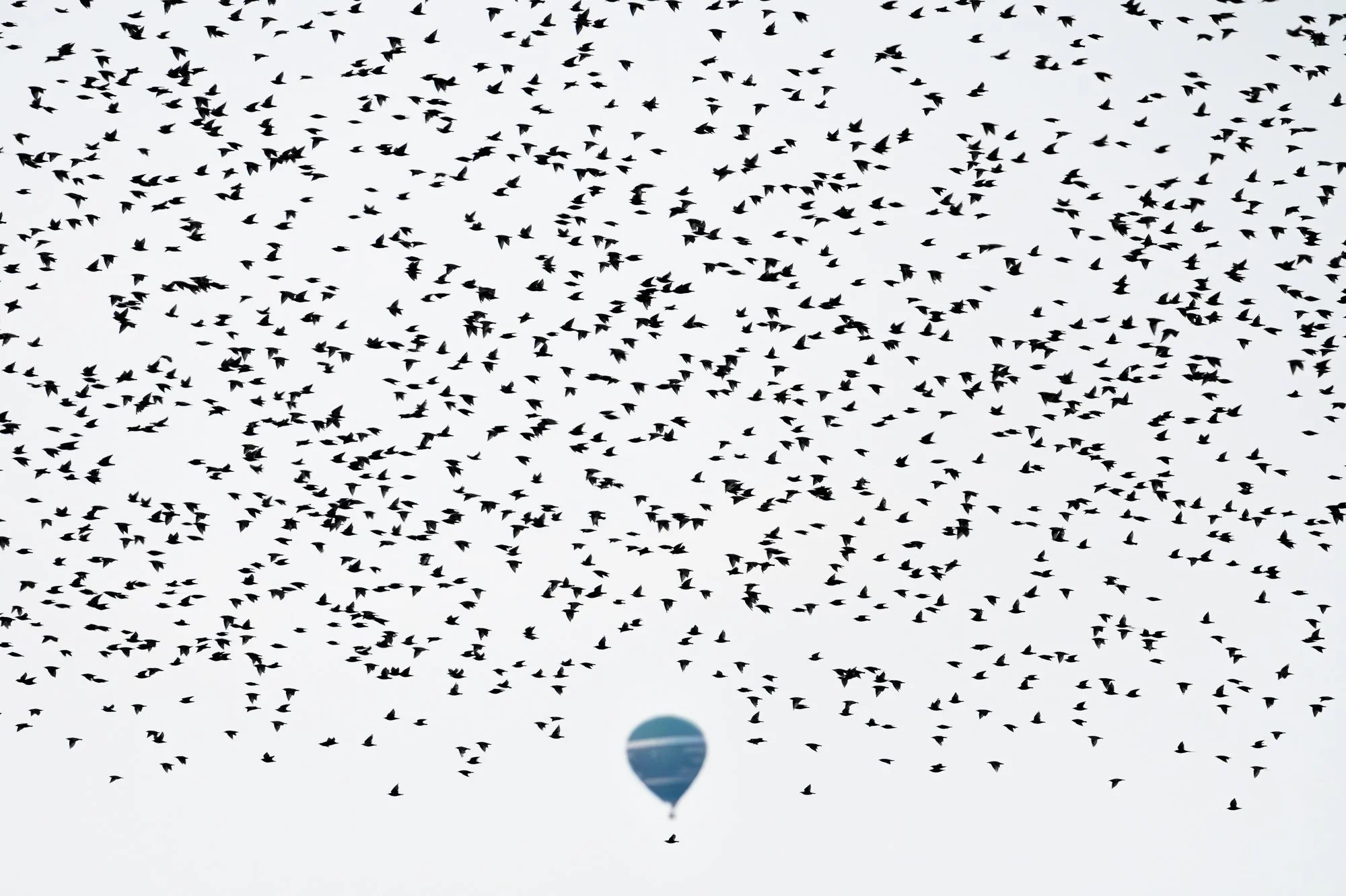 Before sunset, the starlings returned from different directions to the Hooge Boezem behind Haastrecht. As a hot air balloon hovered above the landscape, the starlings passed by it. From this viewpoint, it seemed as though the flock was flying around 