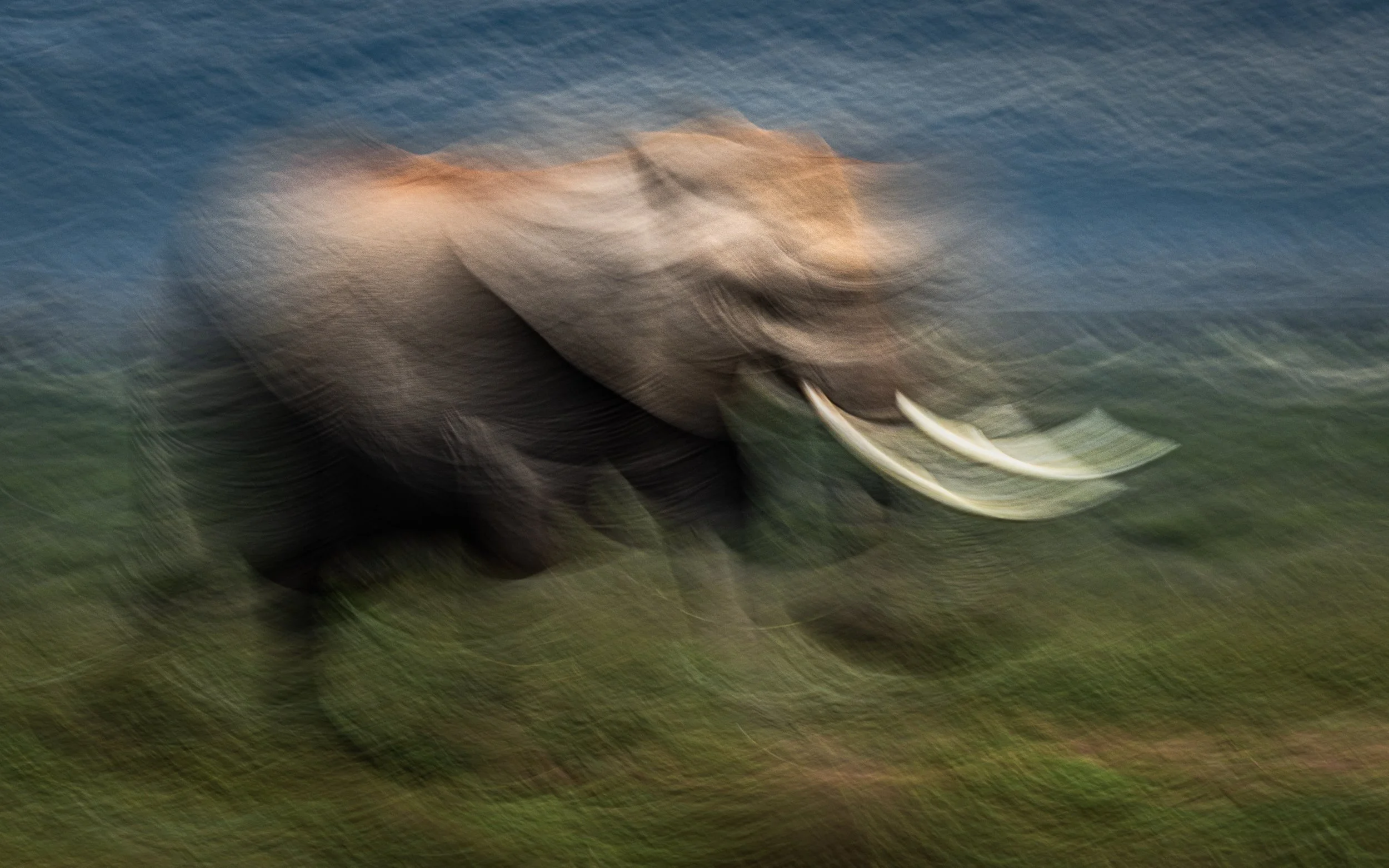 Picasso’s Elephant