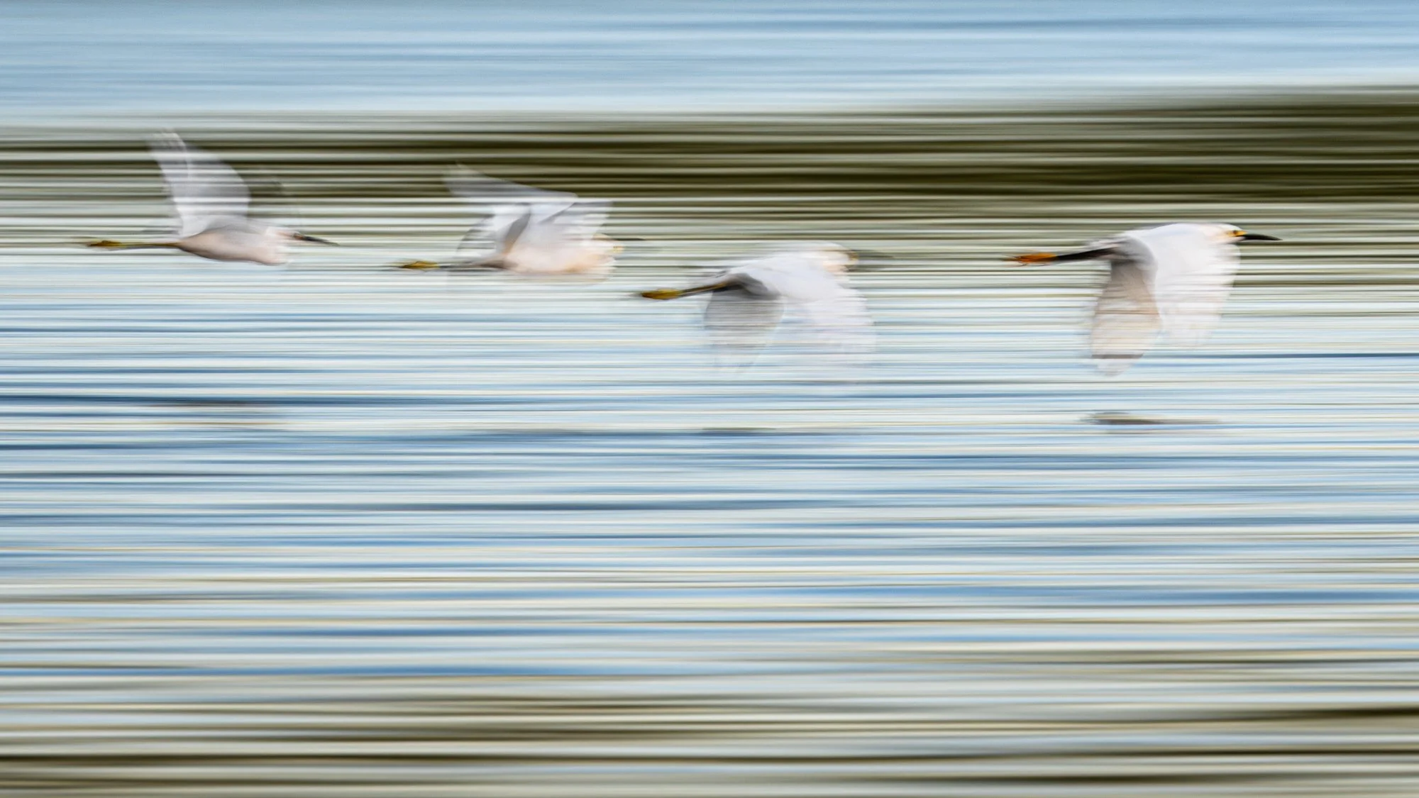 Four great egrets fly low over the water in the Caroni Swamp, Trinidad. A slow shutter speed shows their movement against the horizontal lines of the water.