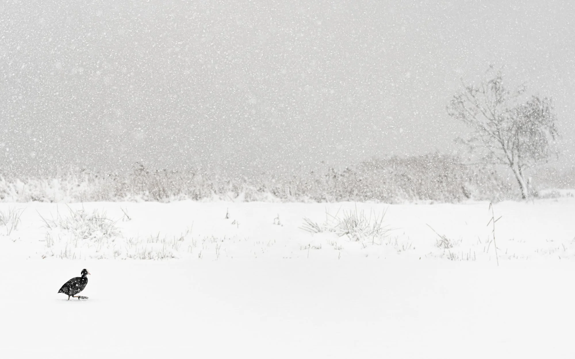 A Eurasian coot crosses a snow-covered wetland during heavy snowfall in the Netherlands. Reduced to a small dark form within an almost endless white landscape, the bird emphasizes the scale and stillness of the winter scene. Extended periods of snow 