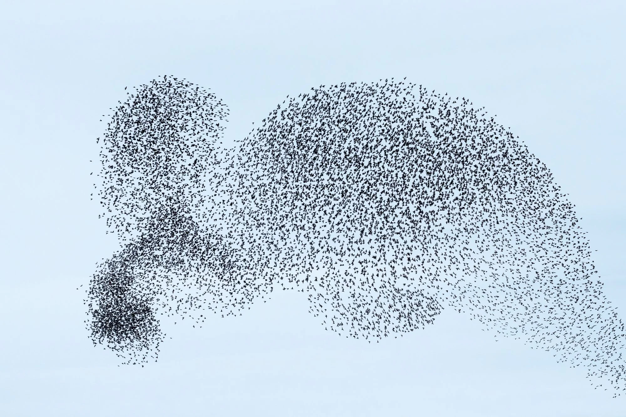As the flock flew above the Hooge Boezem behind Haastrecht, its formation constantly shifted under the influence of a nearby hunting raptor. It became clear how the starlings pulled together into a compact group and then spread out again, creating ev