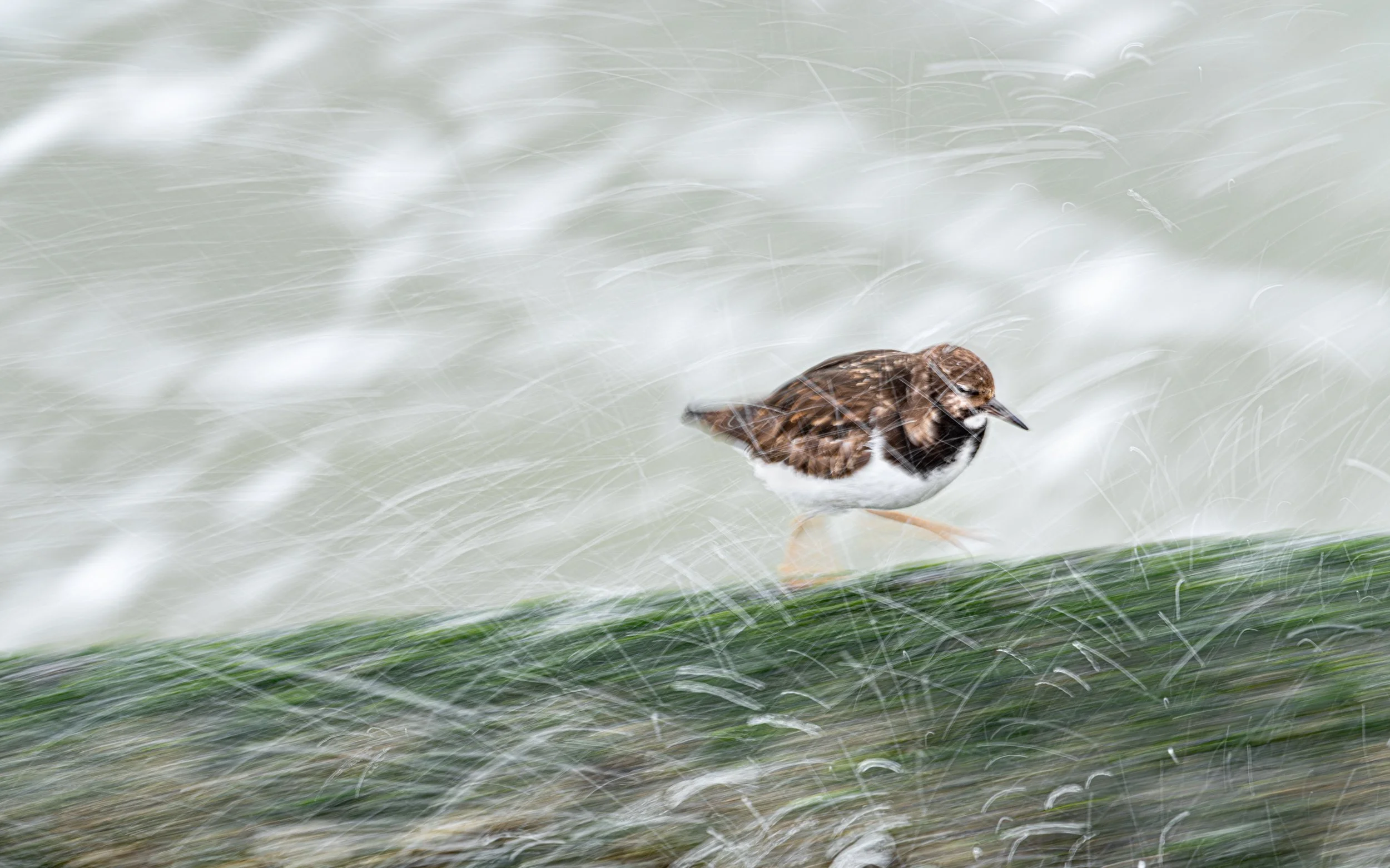 Ilse_Koks_Chasing_Motion-15.jpg