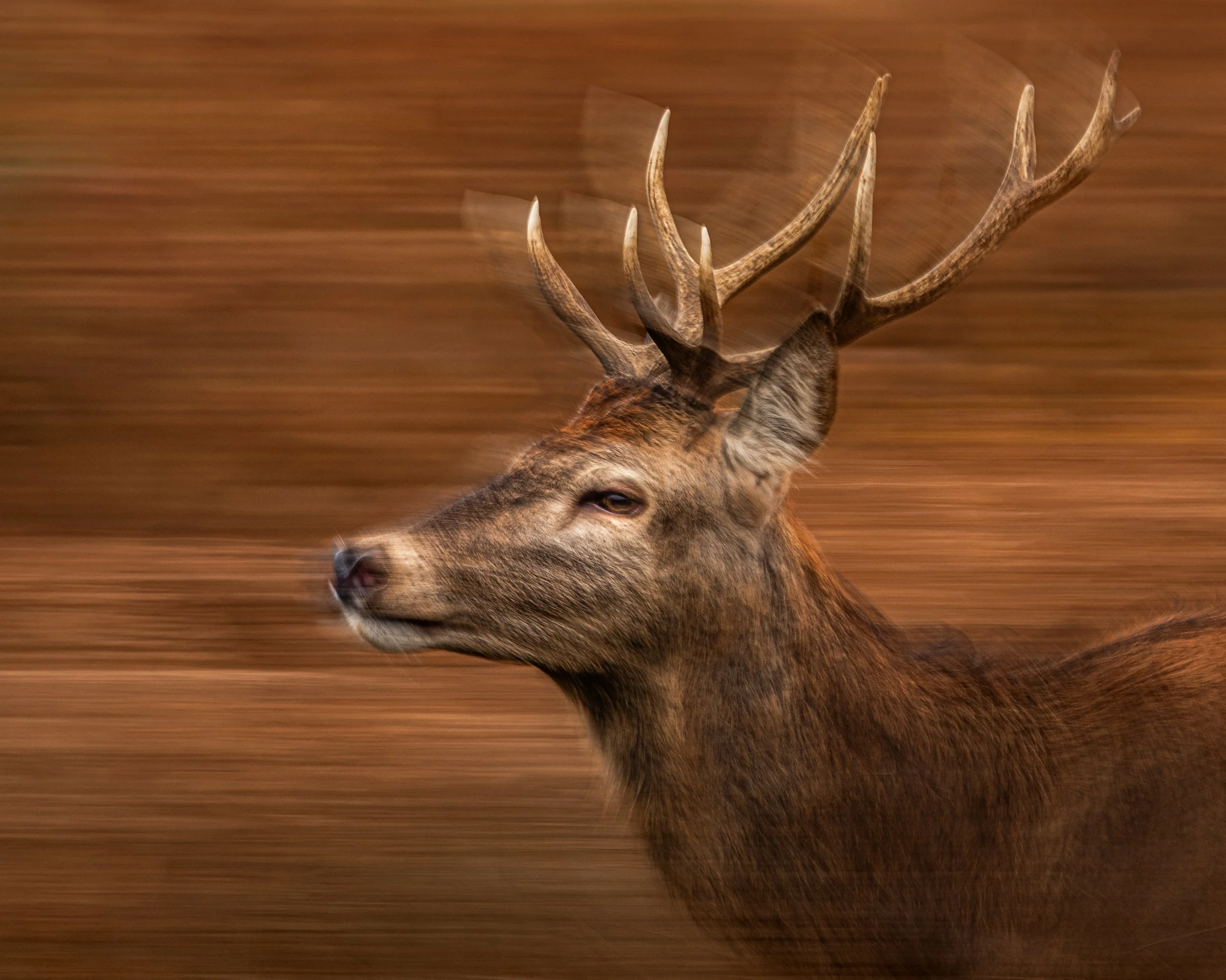 CHASING MOTION