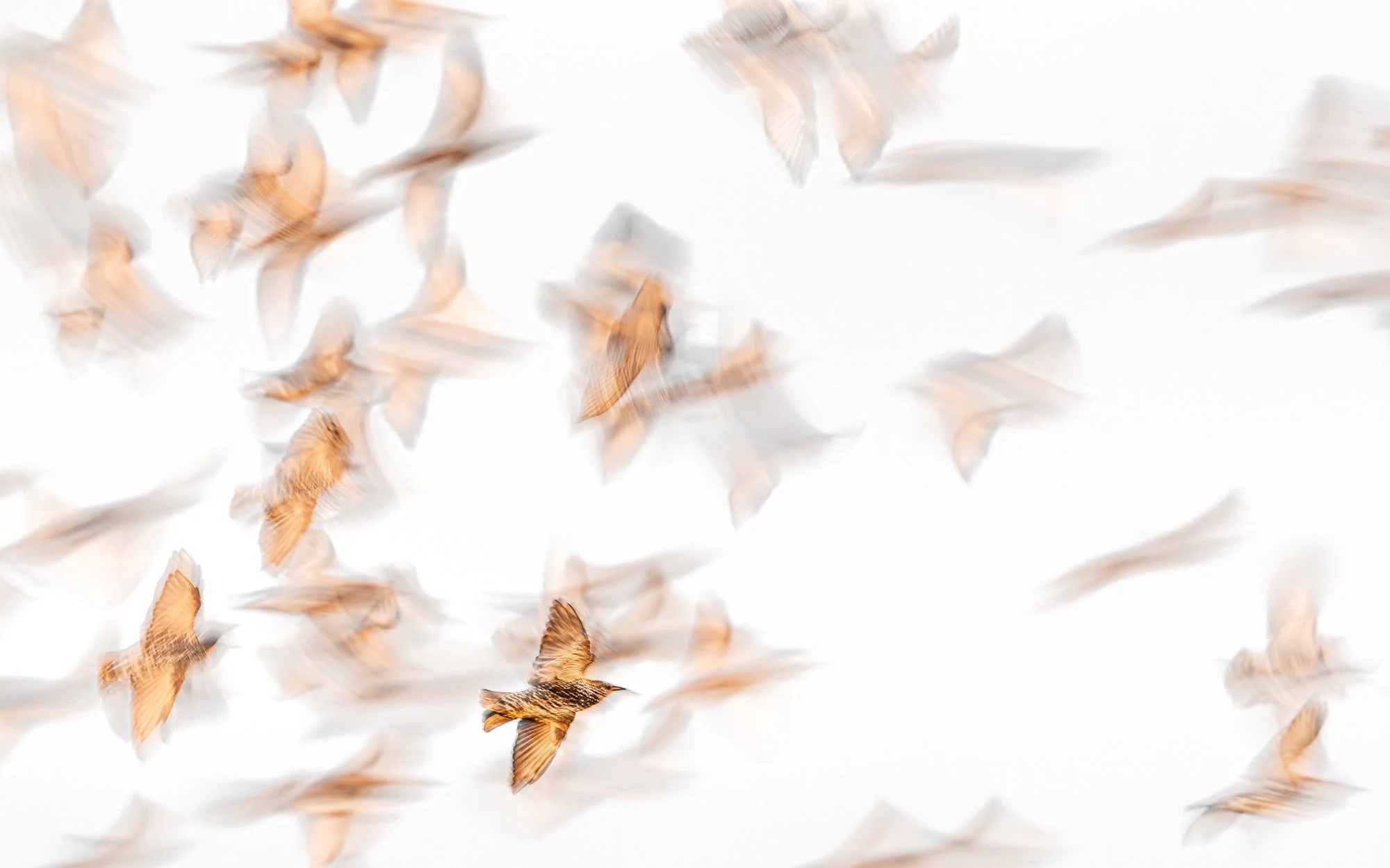 As the flock of starlings passed during the golden hour, I used a slow shutter speed and followed a single starling in flight. Matching its speed, the starling remained sharp while the others blurred into motion.