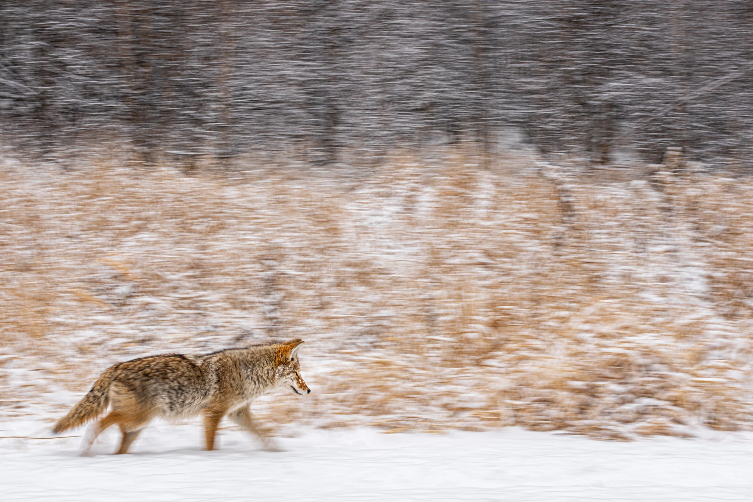 Ilse_Koks_Chasing_Motion-8.jpg