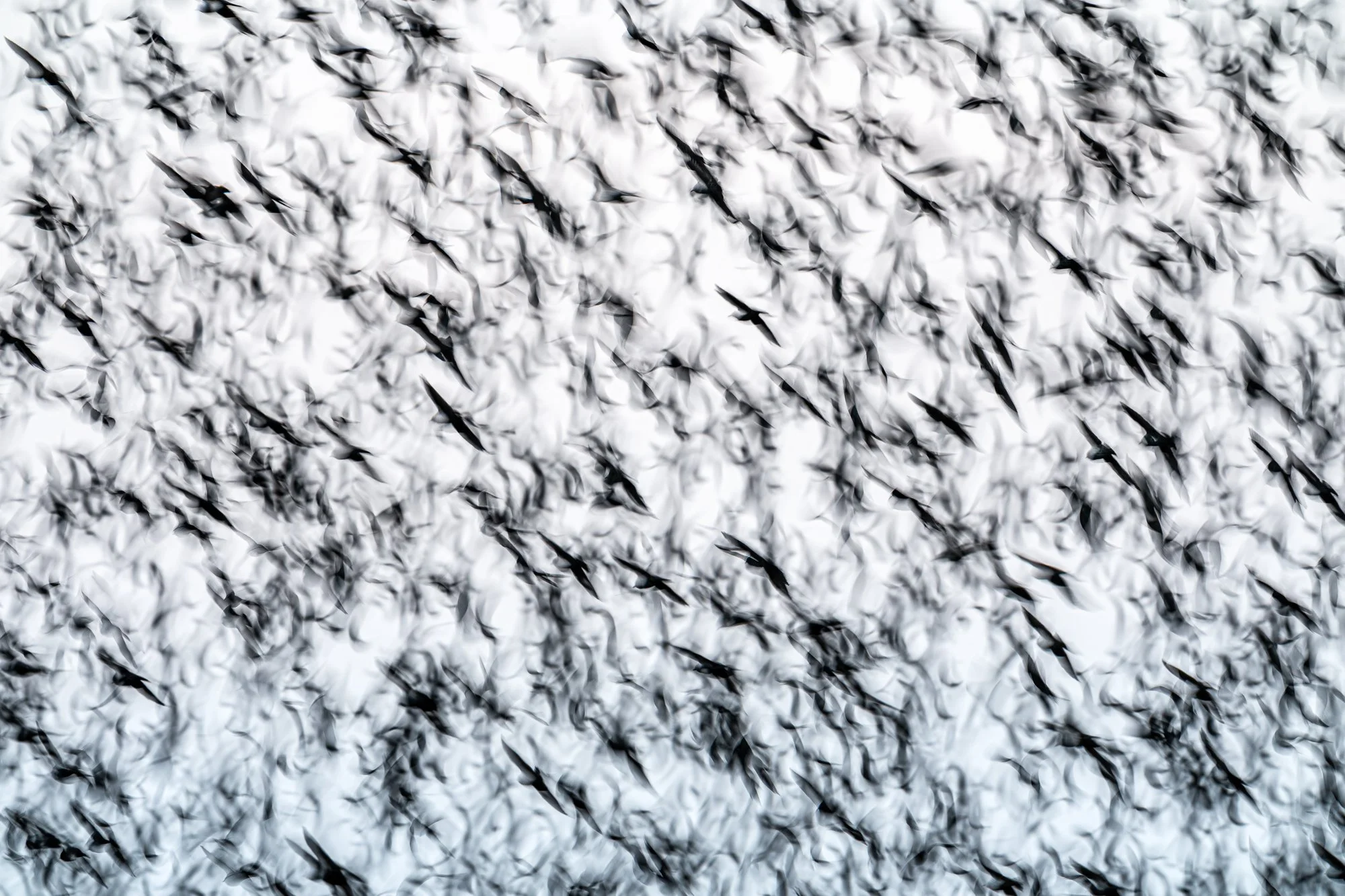 Silhouettes of common starlings in flight at the end of the day. Using a slow shutter speed, their movement becomes layered lines and shapes, forming an abstract pattern that reflects the collective rhythm of the flock.