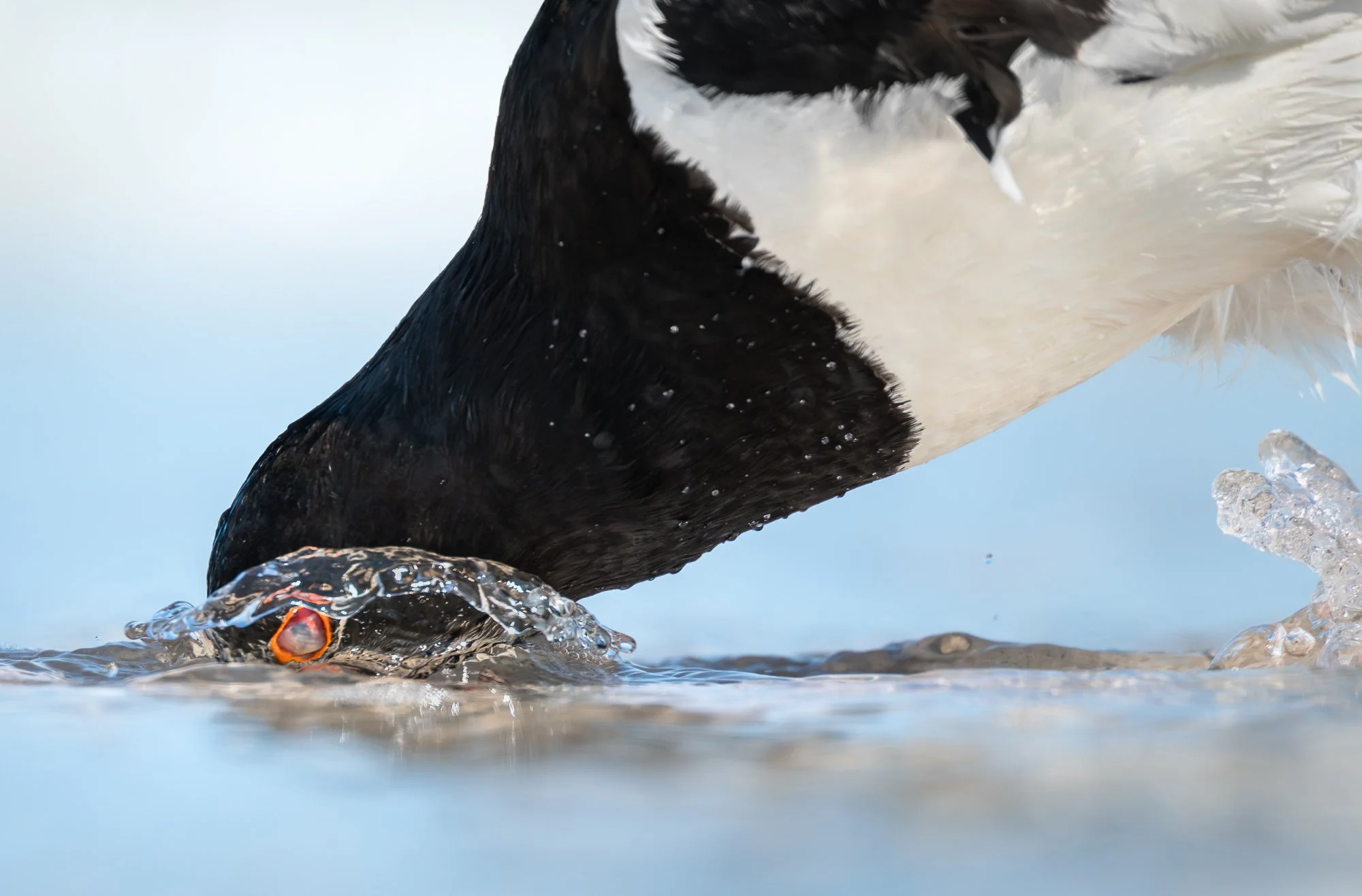 A Eurasian oystercatcher submerges its head while foraging on a tidal flat on the island of Düne, Germany. The translucent nictitating membrane sweeps across the eye, protecting it as the bird searches for prey beneath the surface.