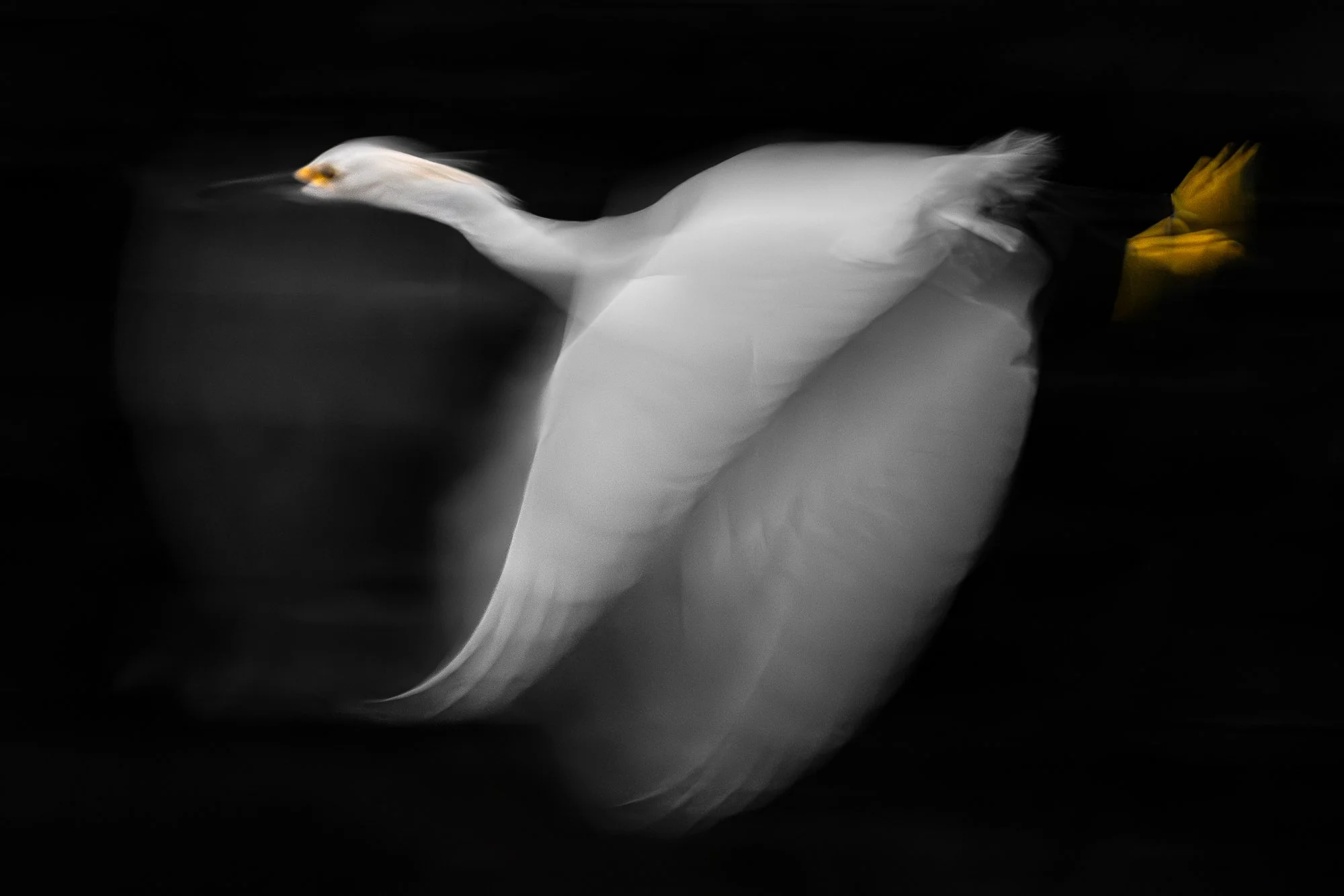 A great egret in flight over the Caroni Swamp in Trinidad.