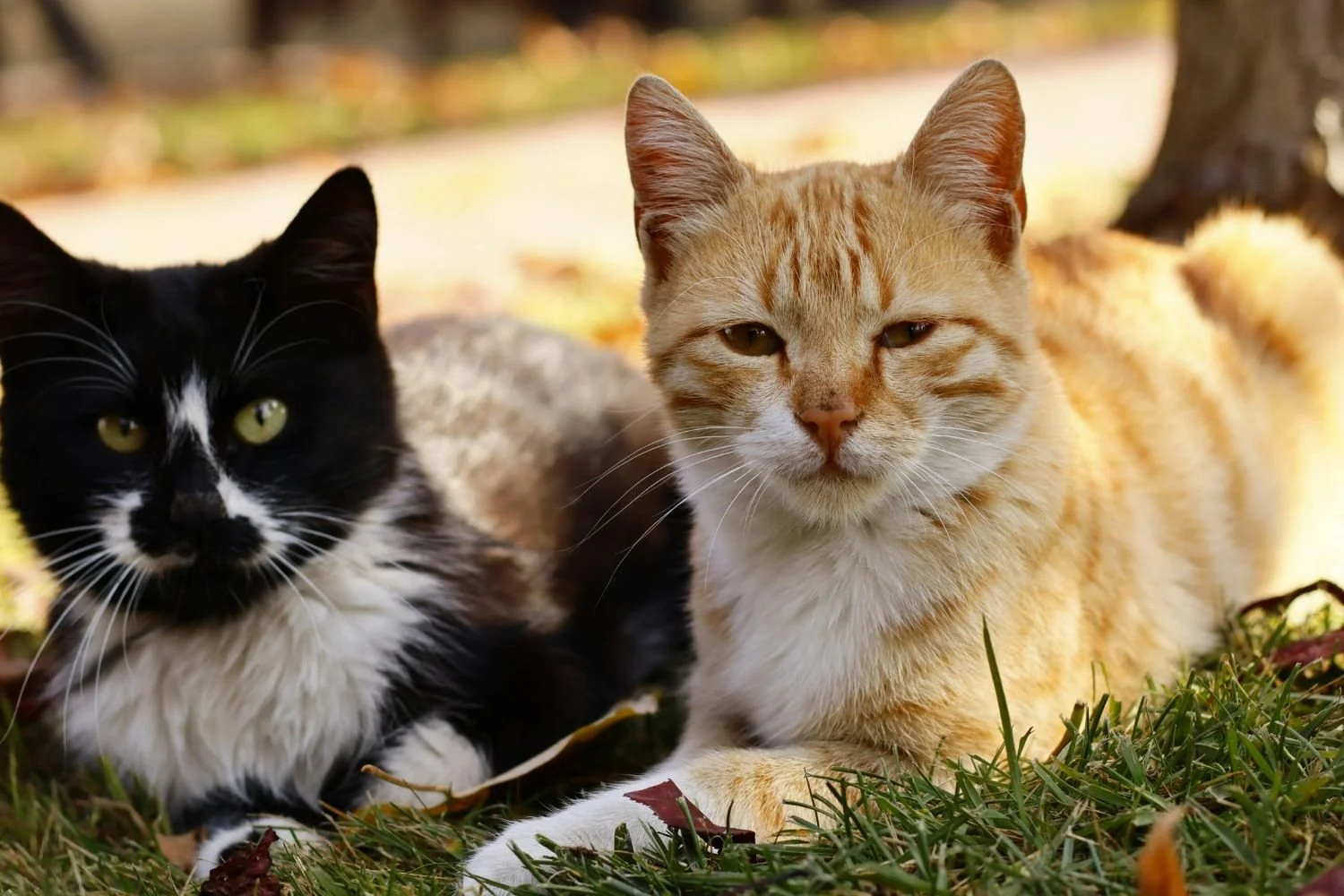 Communicating with Cats