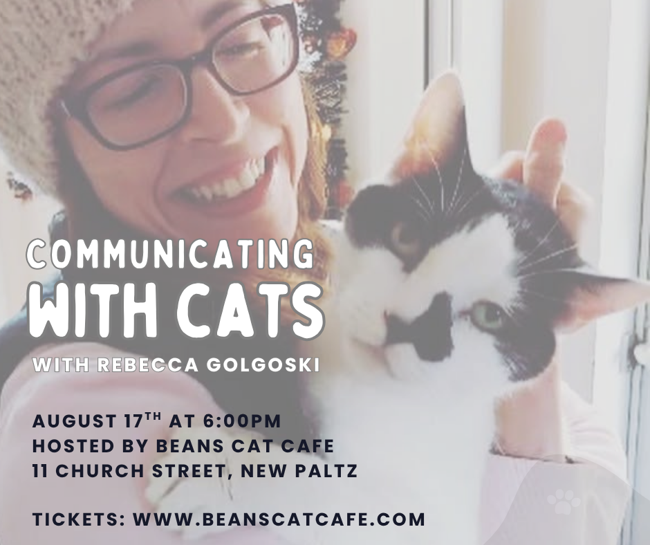 Communicating with Cats
