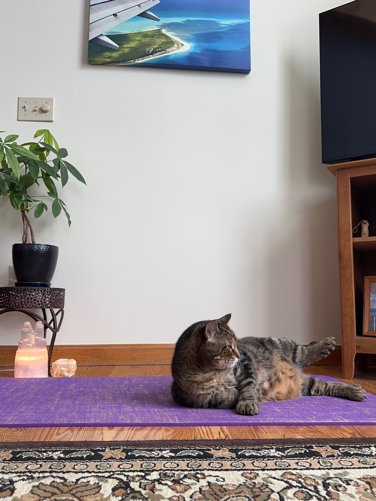 I needed a recent photo of myself for a Pilates class I&rsquo;m going to start teaching in March. How did I do? #photobomb #cameratimer #pilates #sideleglifts #catsofinstagram