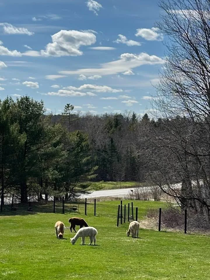 Good thing I was working outside today. Ranger broke through the fence and was eating grass by our vegetable garden when I found him 😳. He did it 2 more times before I figured out how the heck he was getting out of our fairly new fence! Ok boys, you