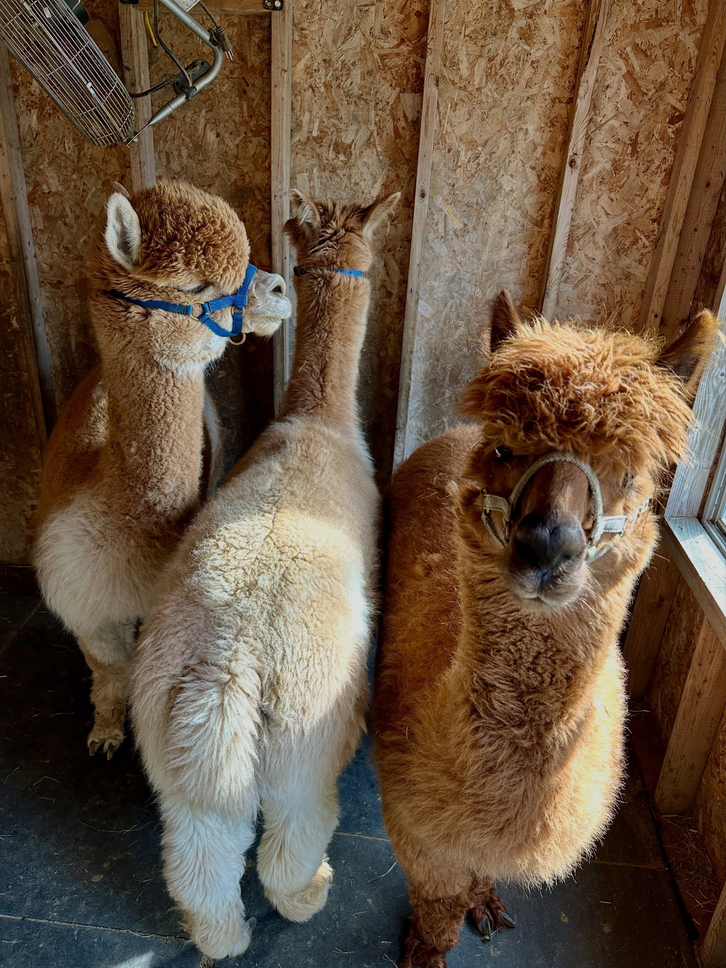 After almost 13 years of owning alpacas, the before and after pictures from shearing day still crack me up 😂 🦙👽