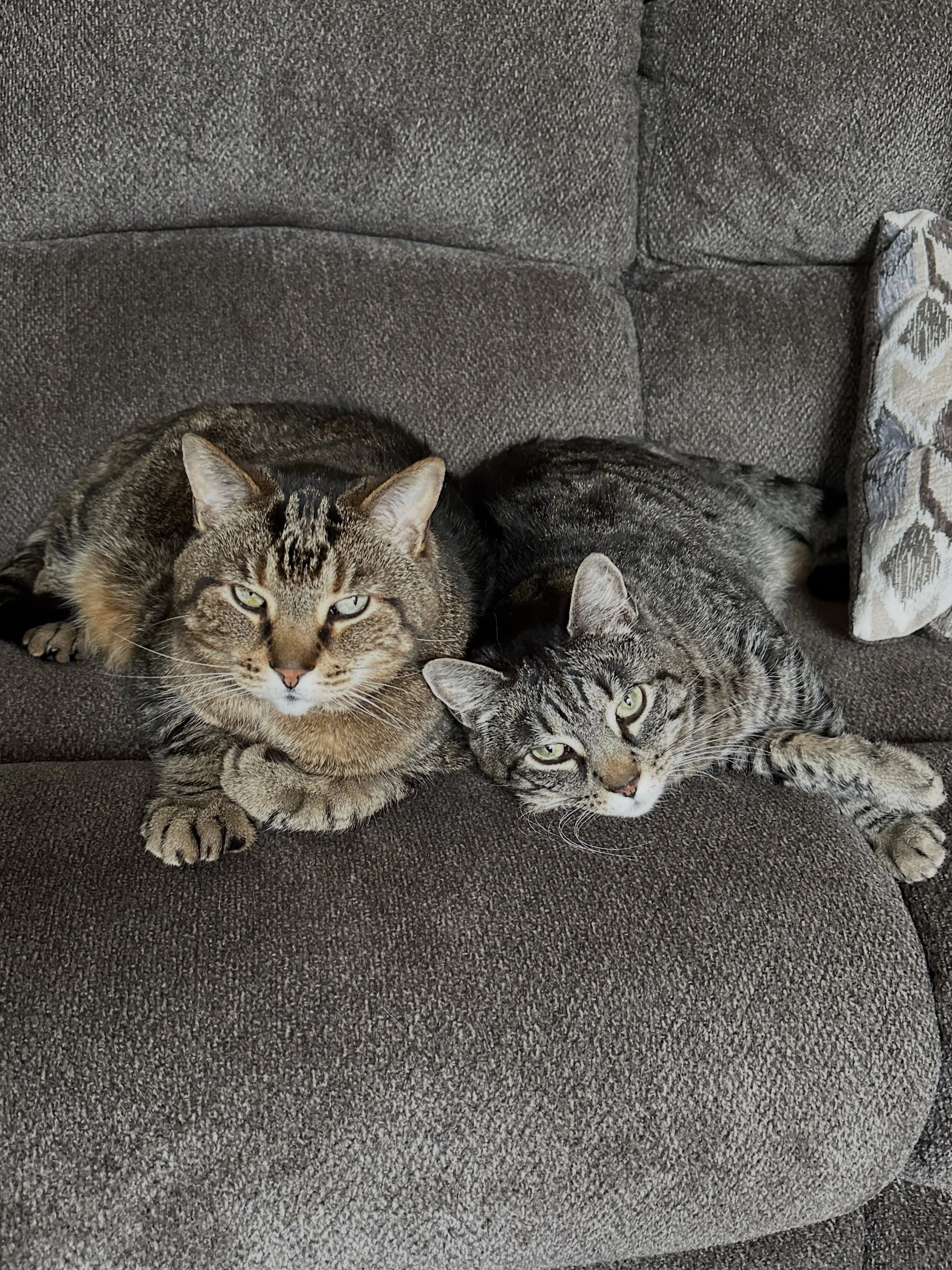 I&rsquo;m so glad we chose &ldquo;cat color&rdquo; when we bought our new couch last summer🤣😏🐈😹