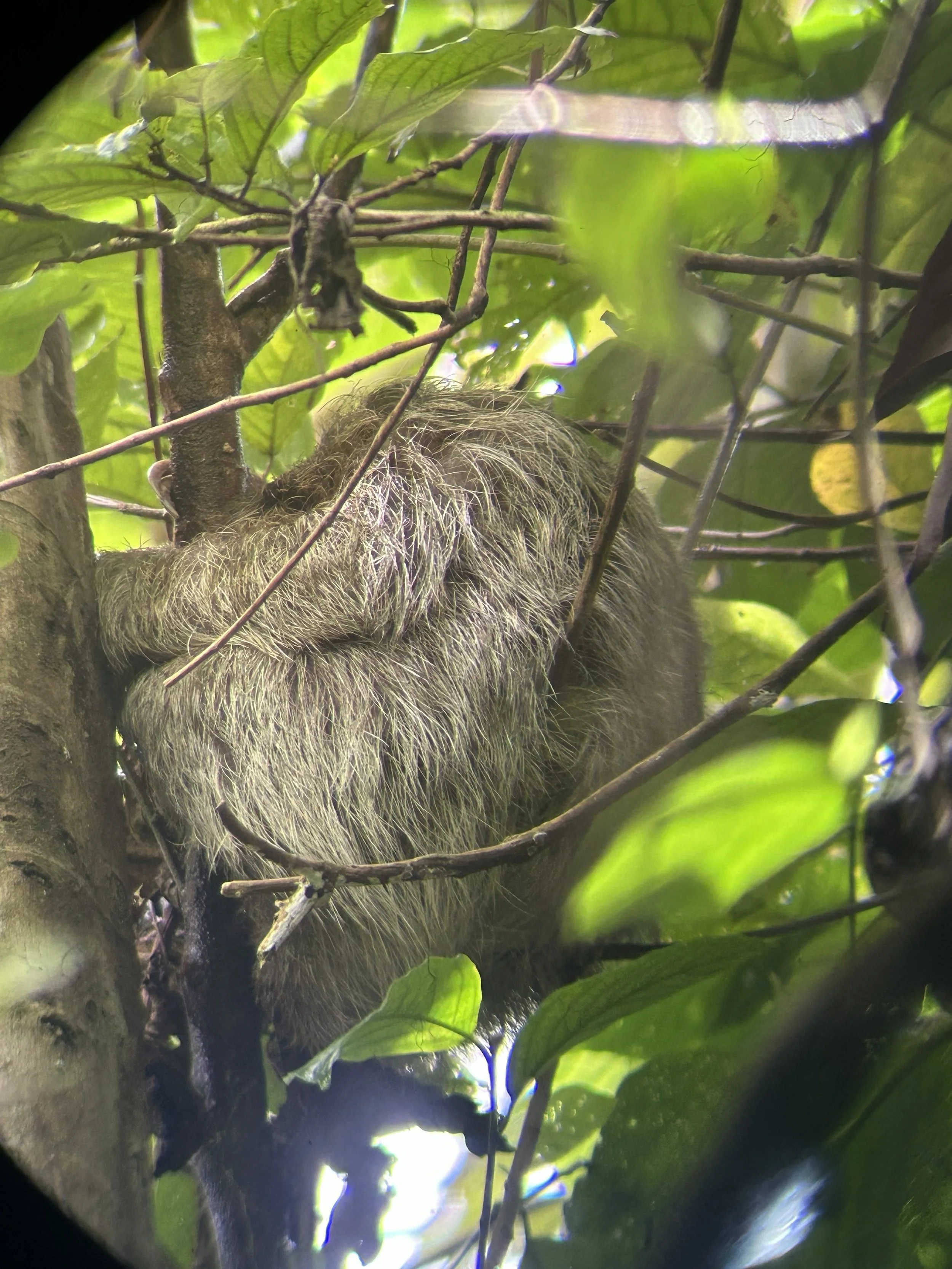 How I Celebrated My 50th Birthday in Costa Rica: Waterfalls, Sloths, and a Day of Adventure