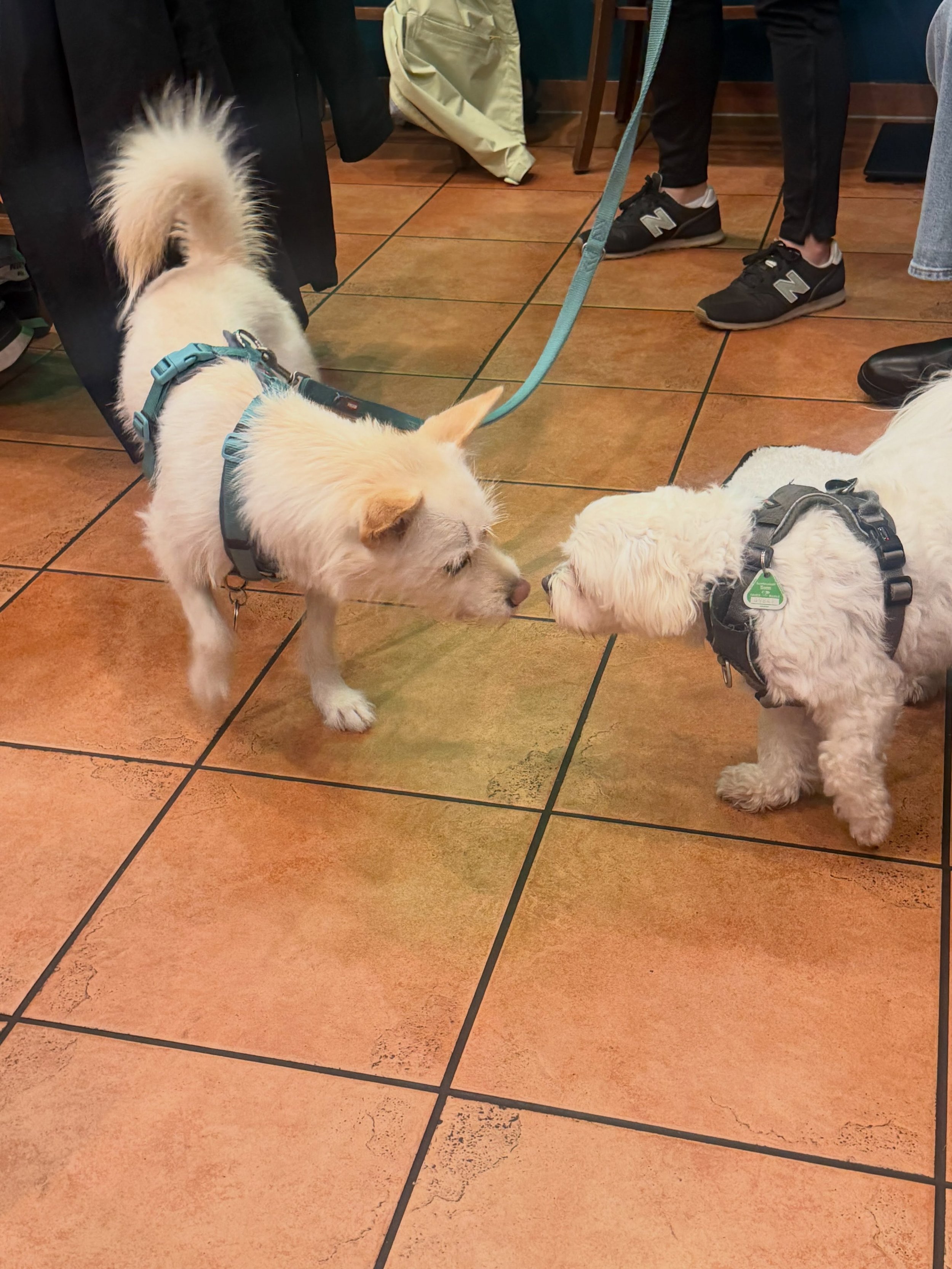 🐶💜 Four-legged guests are always welcome at NAMSAN POCHA! 🐾

Good food, happy people, and adorable furry friends! 🥰❤️

Everyone is welcome at NAMSAN POCHA! ✨

🐶💜 남산포차는 귀여운 댕댕이 손님들도 대환영! 🐾

사람도 행복하고, 강아지도 행복한 남산포차 🥰
우리의 사랑스러운 네 발 달린 손님들도 언제나 환