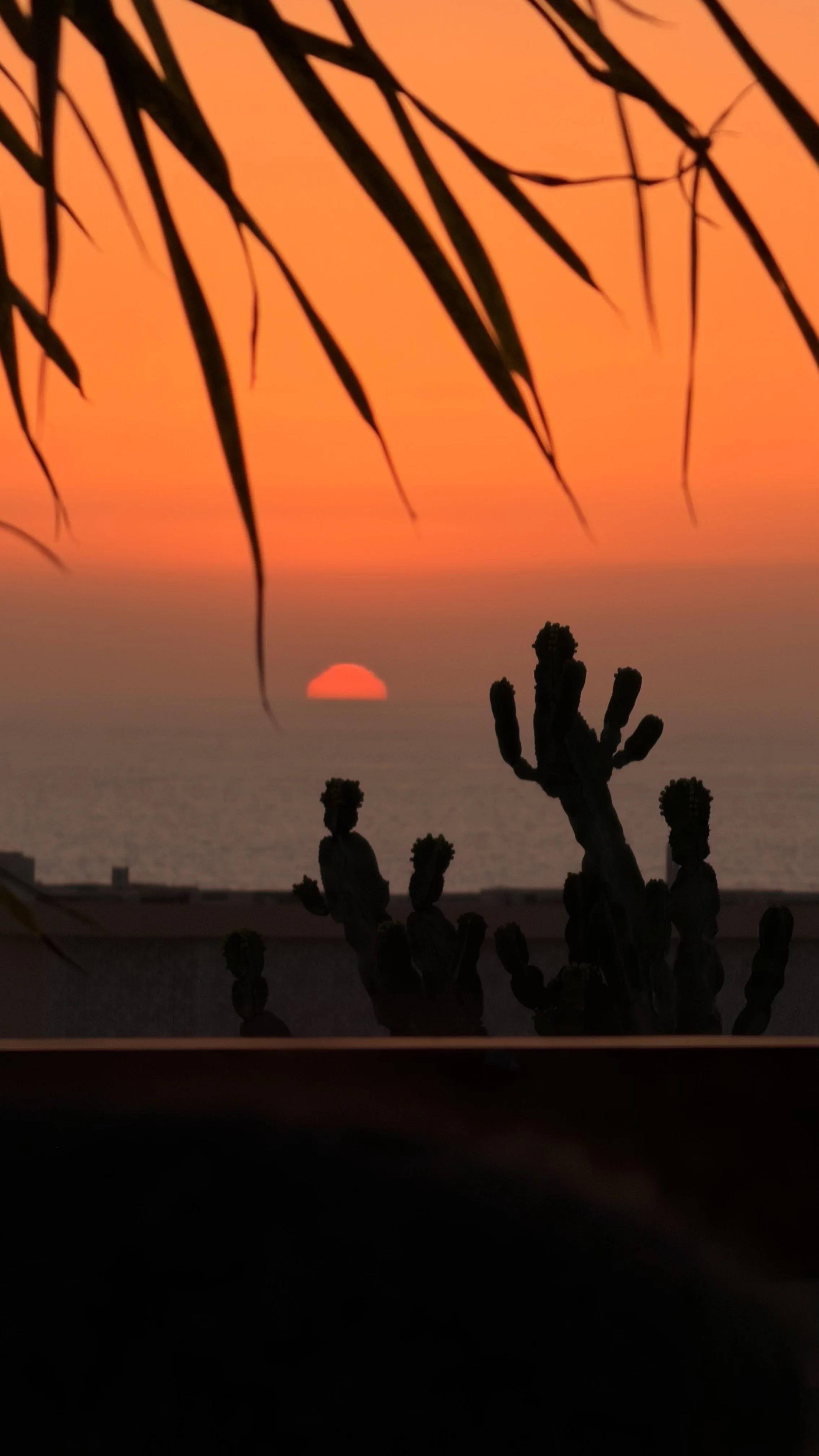 Coucher de soleil sur la mer avec des cactus en silhouette et des feuilles en premier plan, ciel orange et rouge.
